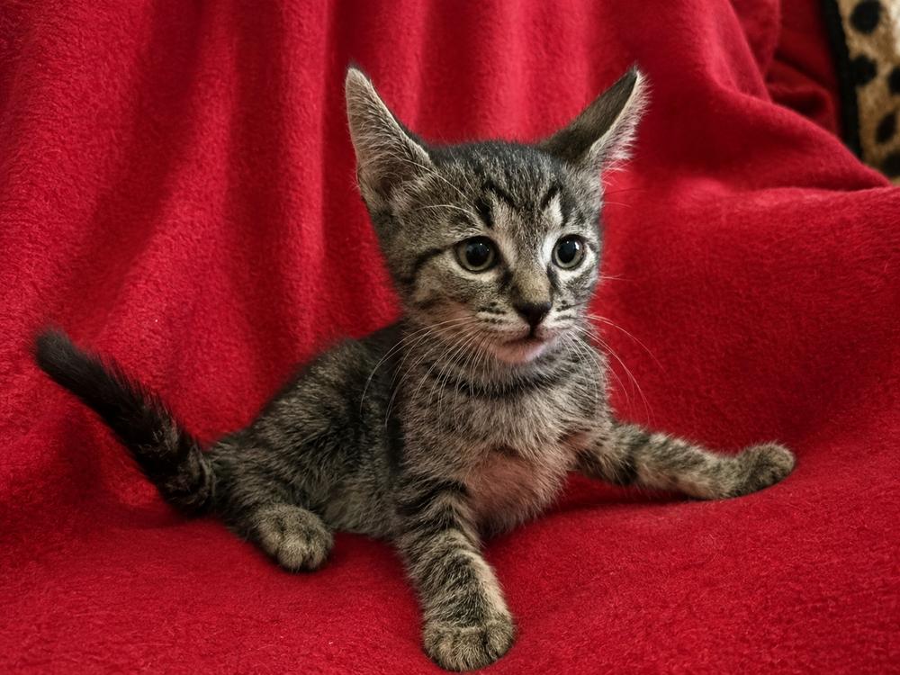 Enlarge M&M, a Adoptable Domestic Short Hair in Saint Augustine, FL image 4/5