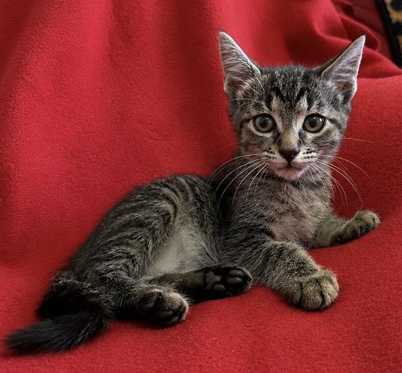 Enlarge M&M, a Adoptable Domestic Short Hair in Saint Augustine, FL image 5/5