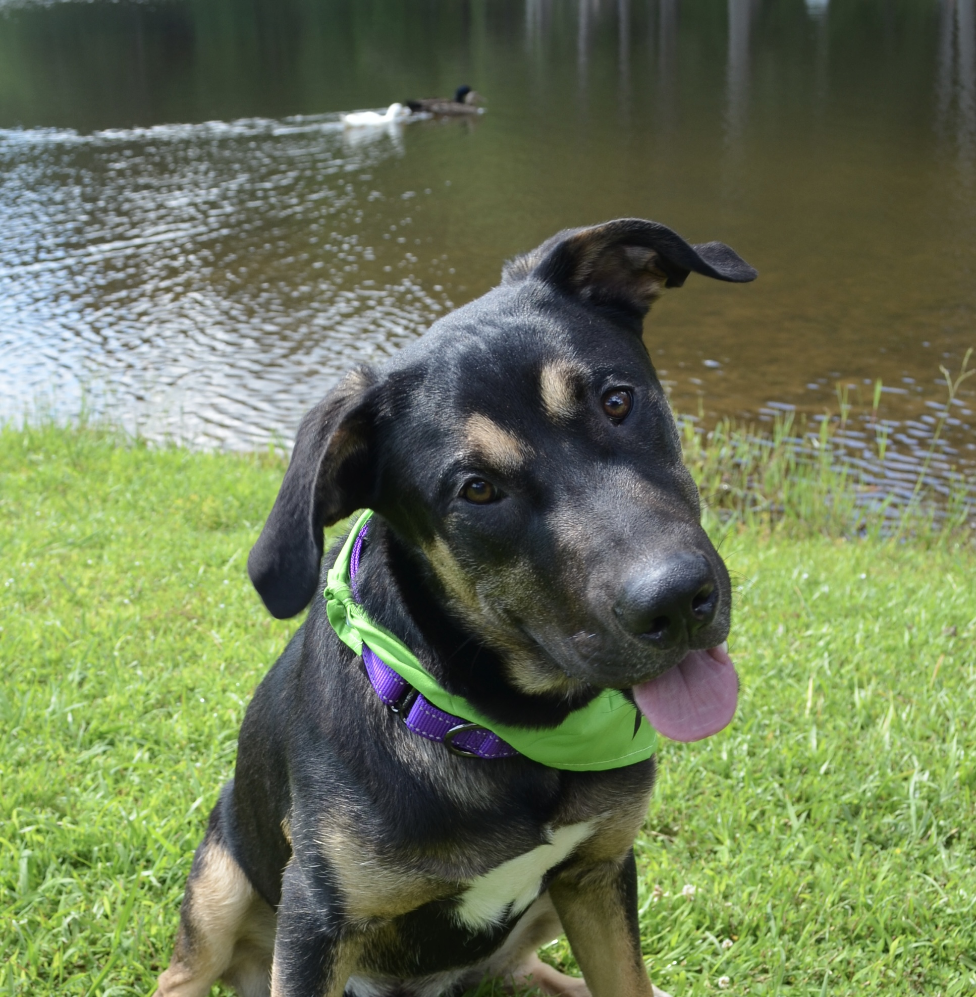 Boogie, Adoptable, Puppy Male Great Dane.