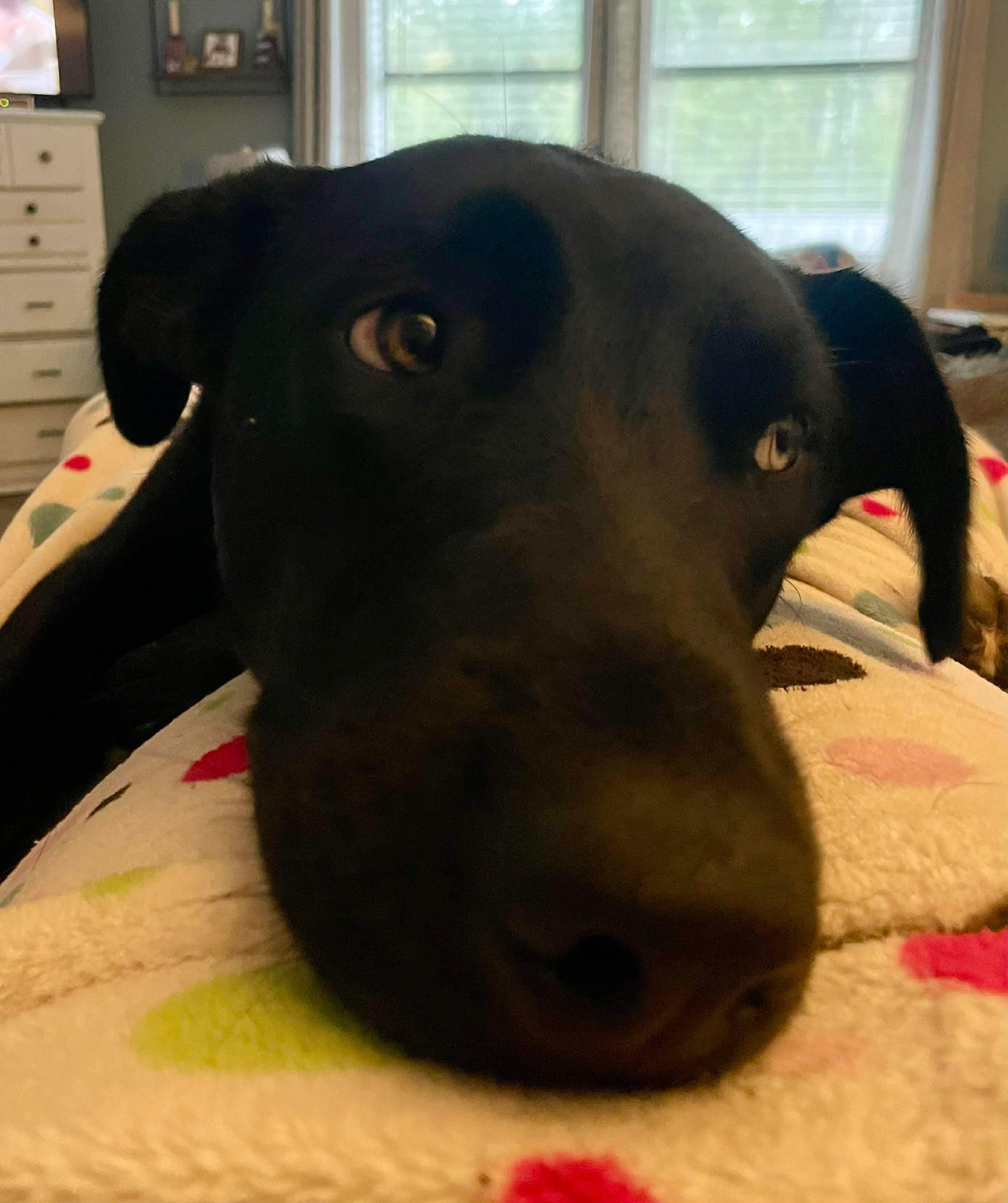 Enlarge Champs, a Adoptable Mixed Breed in Eatontown, NJ image 6/6