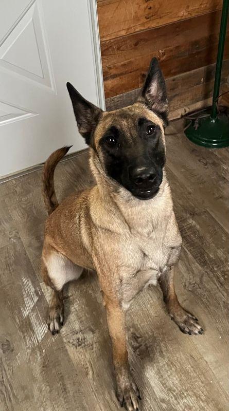 Enlarge Samantha, a Adopted Belgian Shepherd / Malinois in Genoa, IL image 1/1