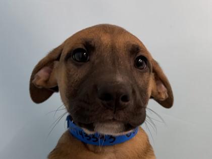 Carmine, Adoptable, Puppy Male Shepherd & Mixed Breed.