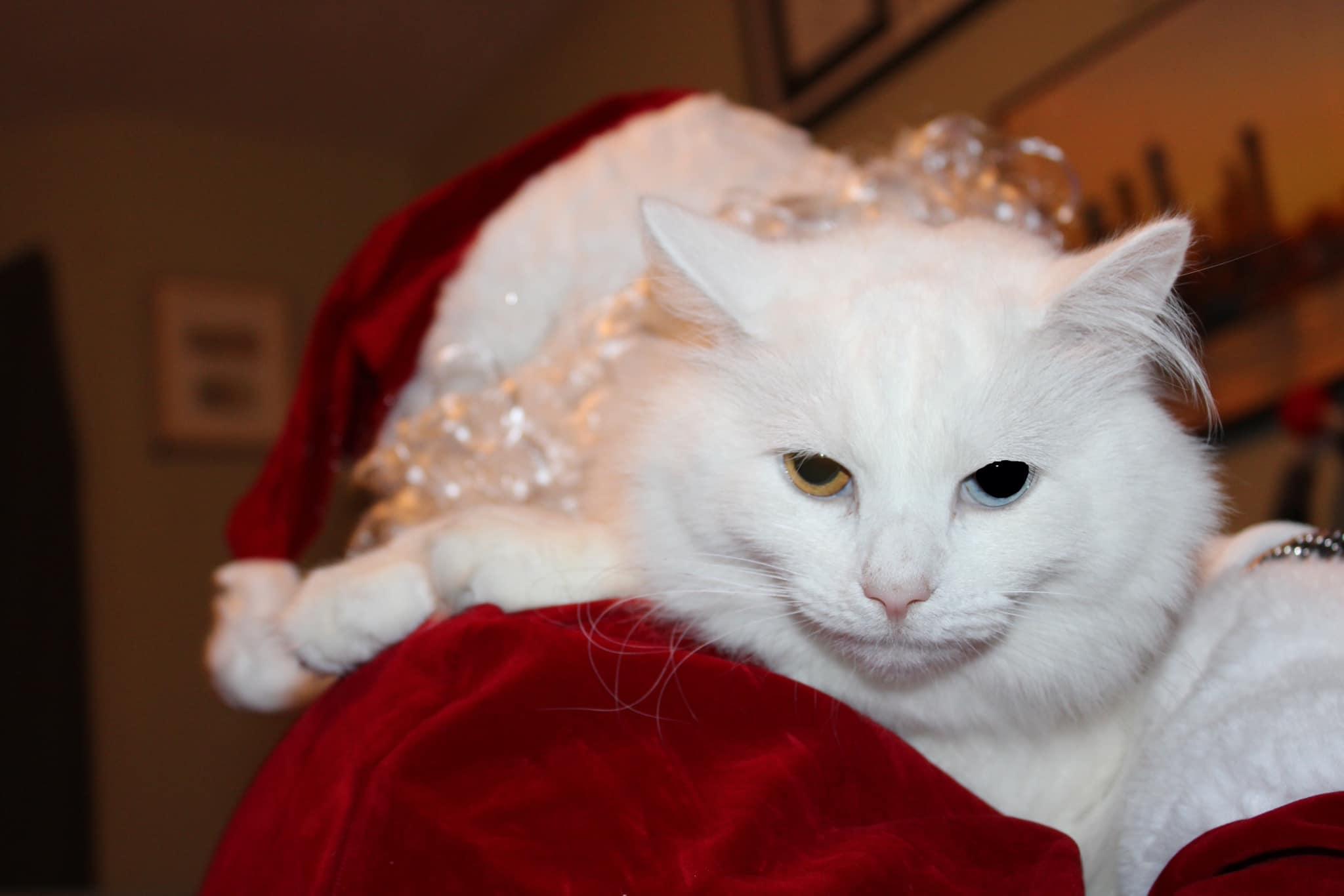 Enlarge Cotton CuteyPants, an adopted mixed breed in Clarksville, TN image 3/6