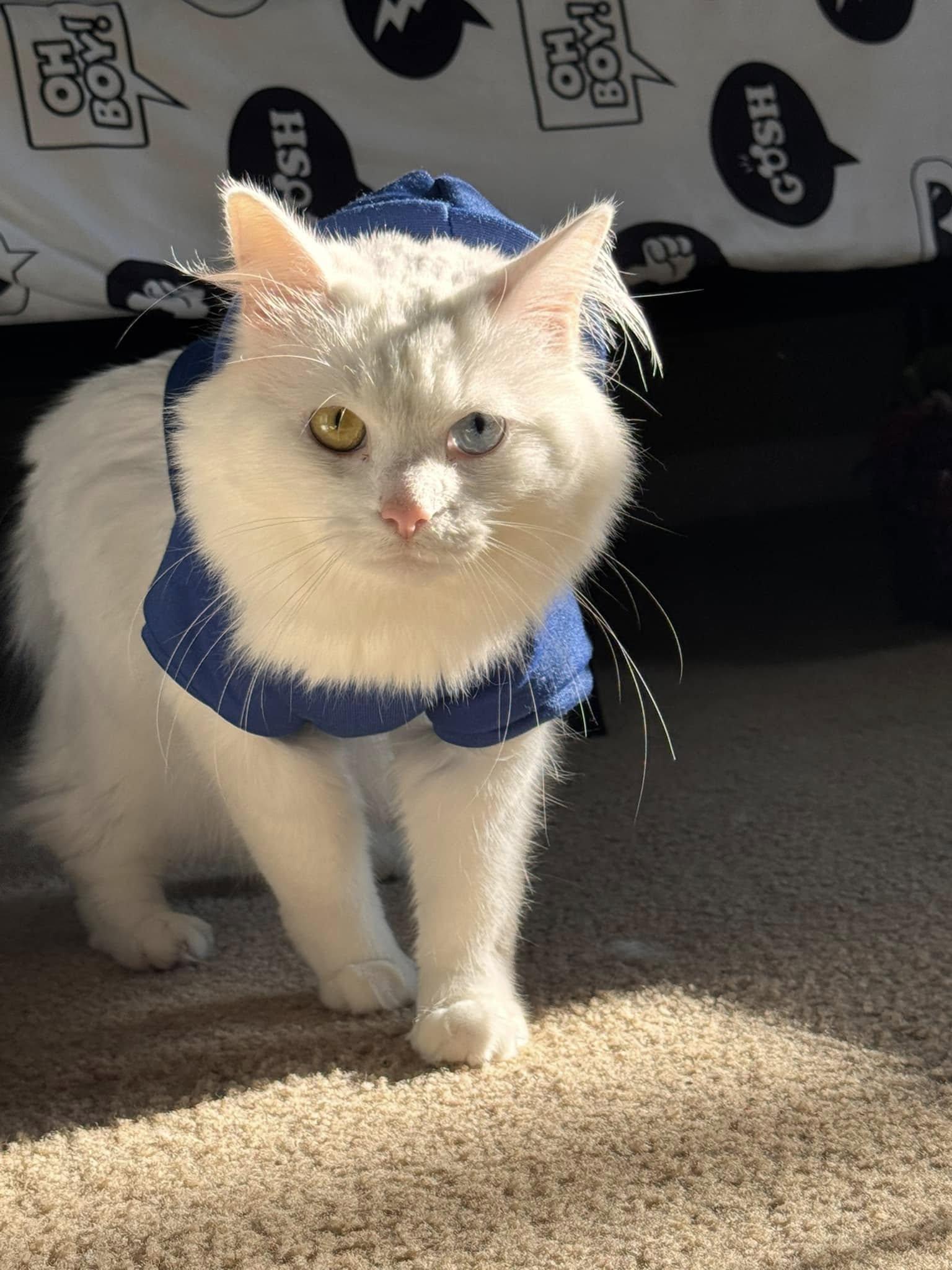 Enlarge Cotton CuteyPants, an adopted mixed breed in Clarksville, TN image 1/6