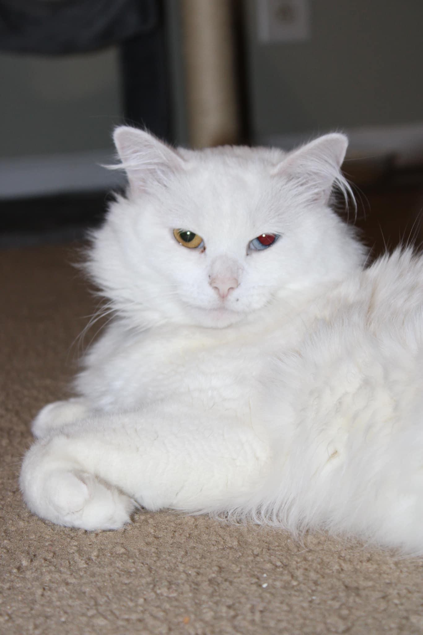 Cotton Cuteypants thumbnail 3