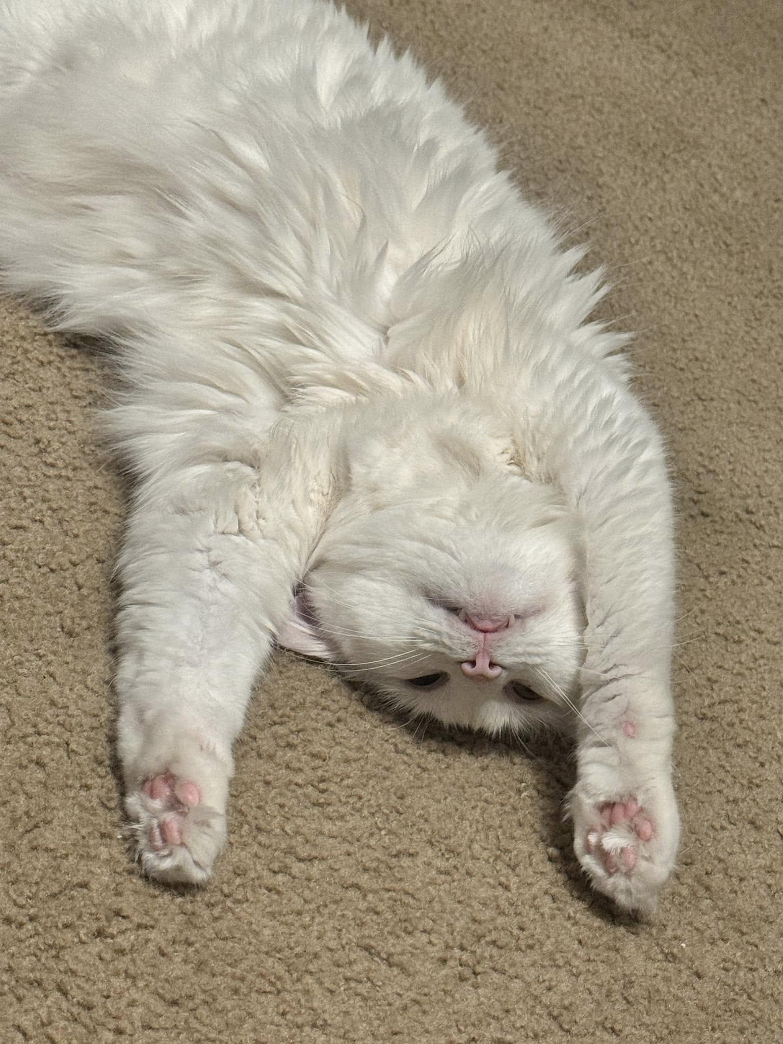 Cotton Cuteypants thumbnail 4