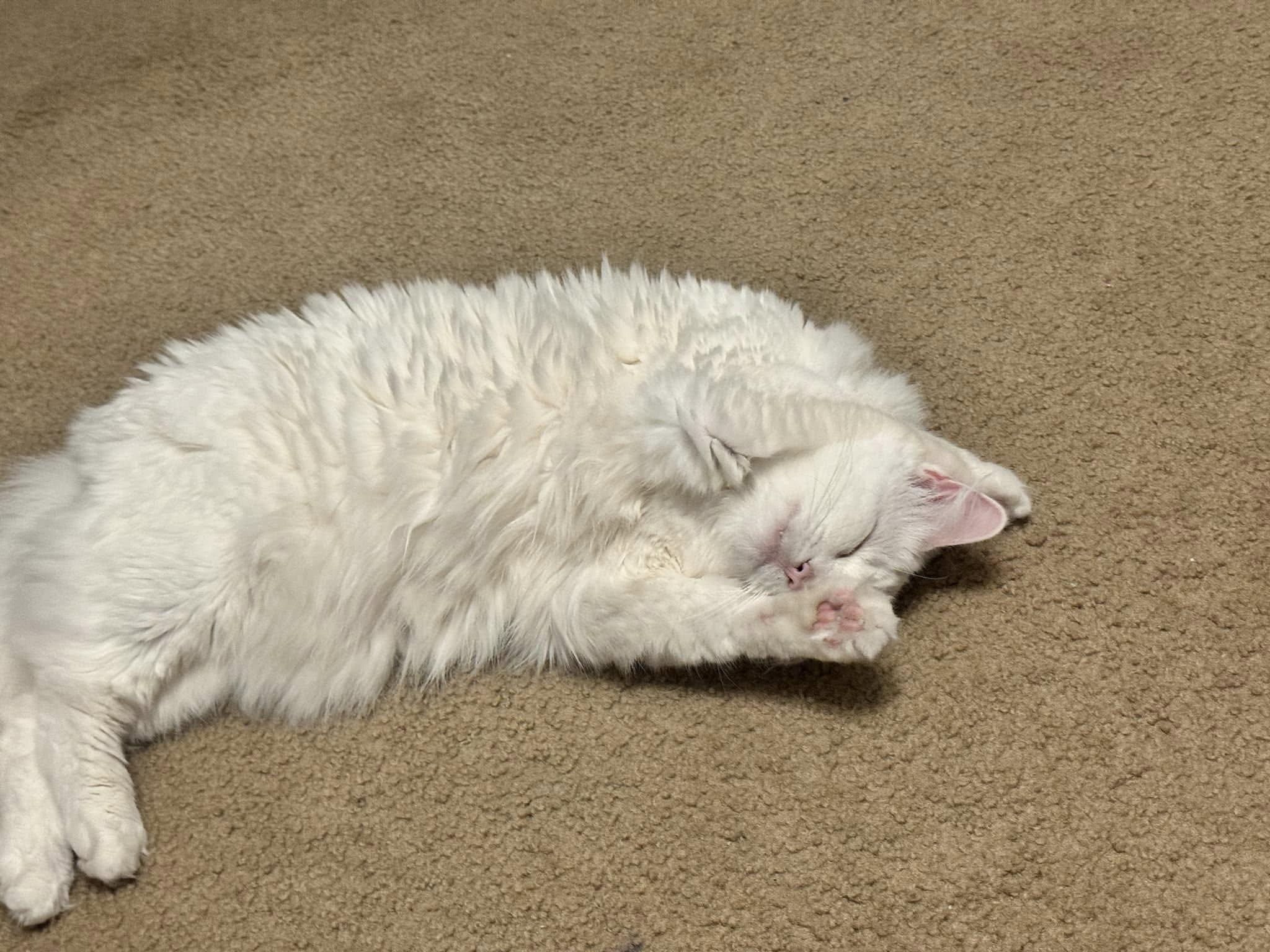 Enlarge Cotton CuteyPants, an adopted mixed breed in Clarksville, TN image 2/6