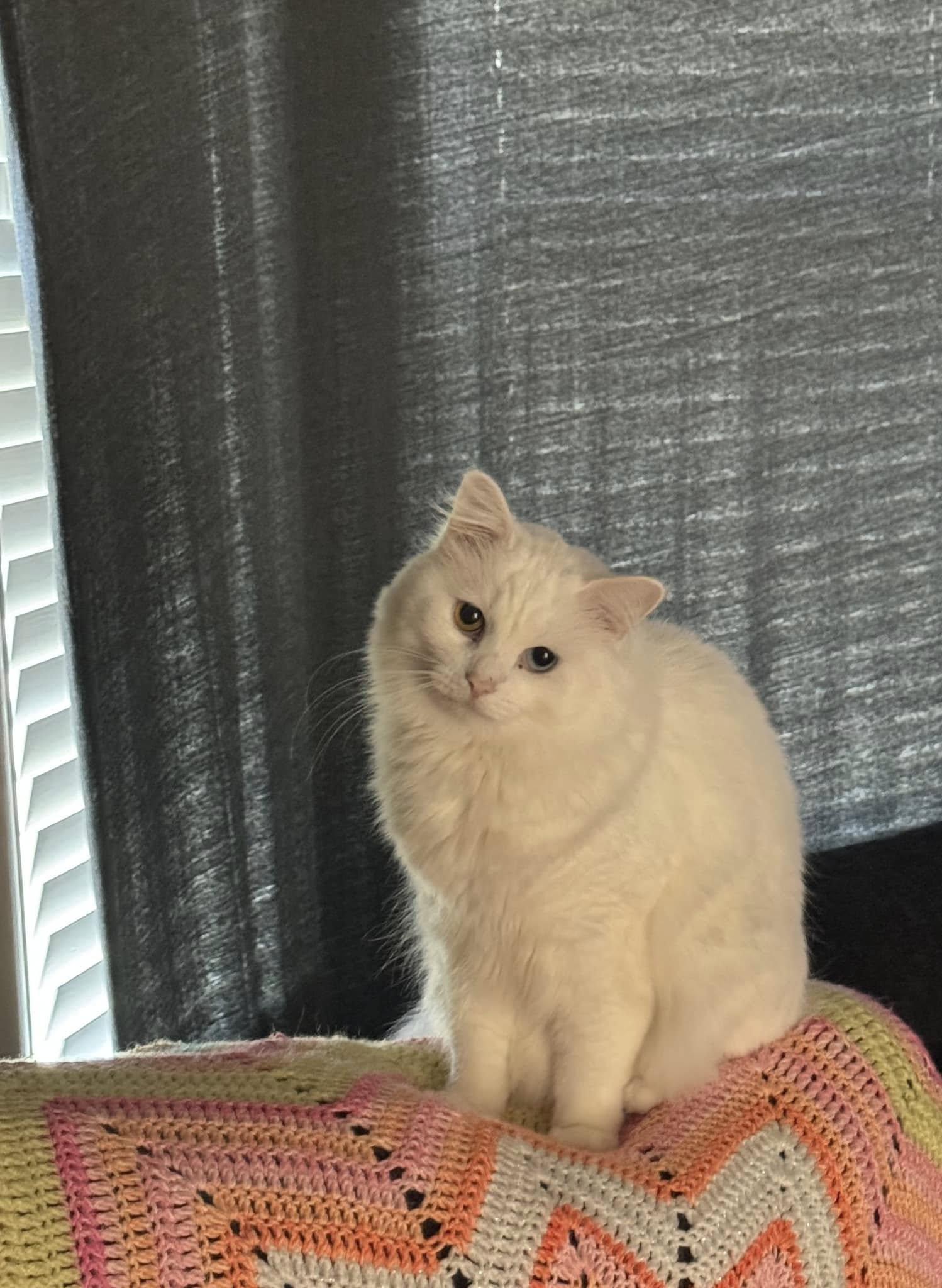 Enlarge Cotton CuteyPants, an adopted mixed breed in Clarksville, TN image 6/6