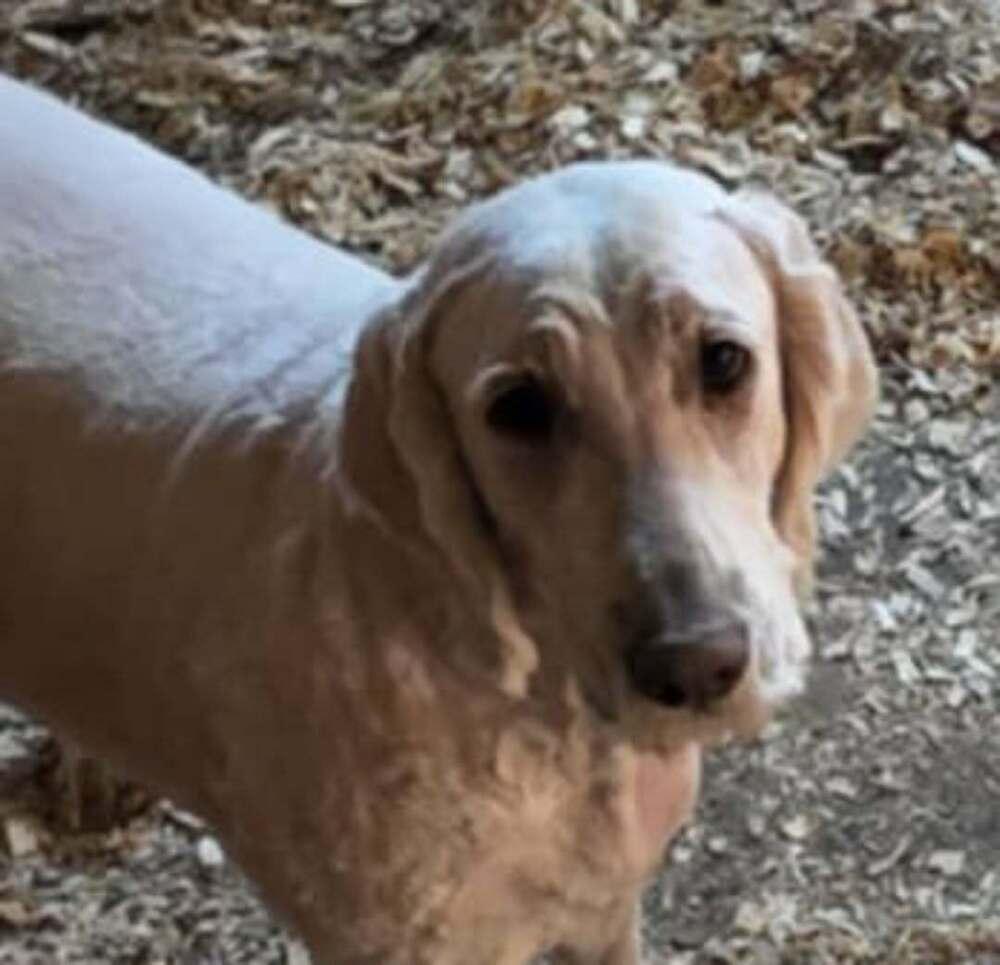 Nala, Adoptable, Adult Female Goldendoodle.