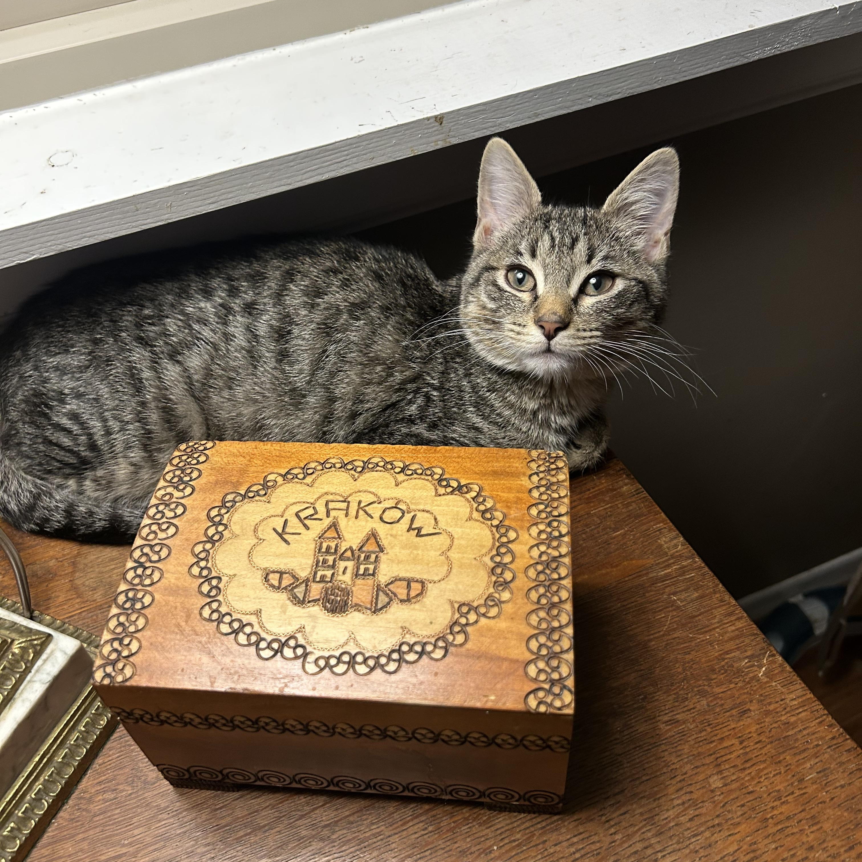Pinocchio, Adoptable, Young Male Domestic Short Hair.