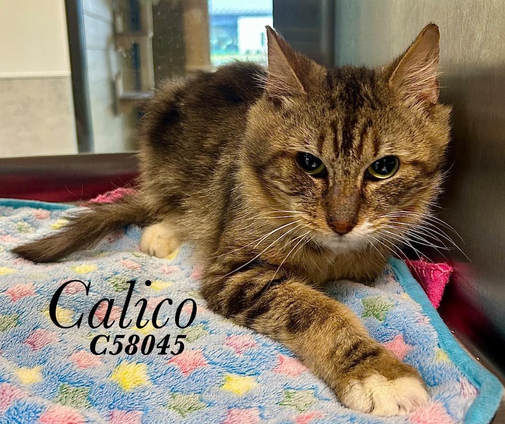 Enlarge Calico, a Adoptable mixed breed in Clarksville, TN image 1/1