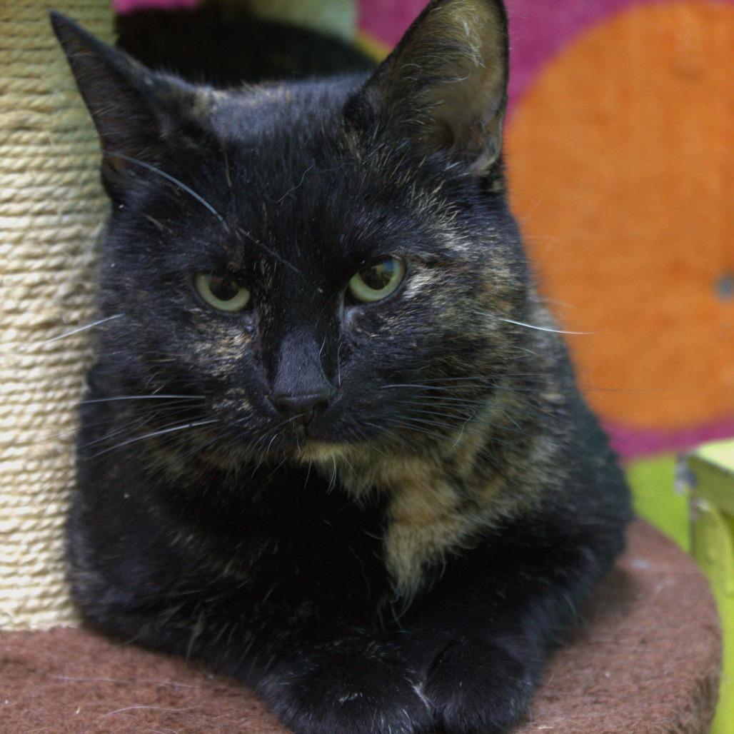 Jewel Weed, Adoptable, Adult Female Domestic Short Hair.