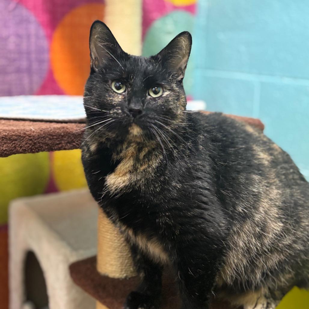 Jewel Weed, a Adoptable Domestic Short Hair in Springfield, MO image 2/6