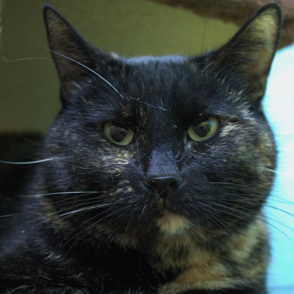 Jewel Weed, a Adoptable Domestic Short Hair in Springfield, MO image 3/6