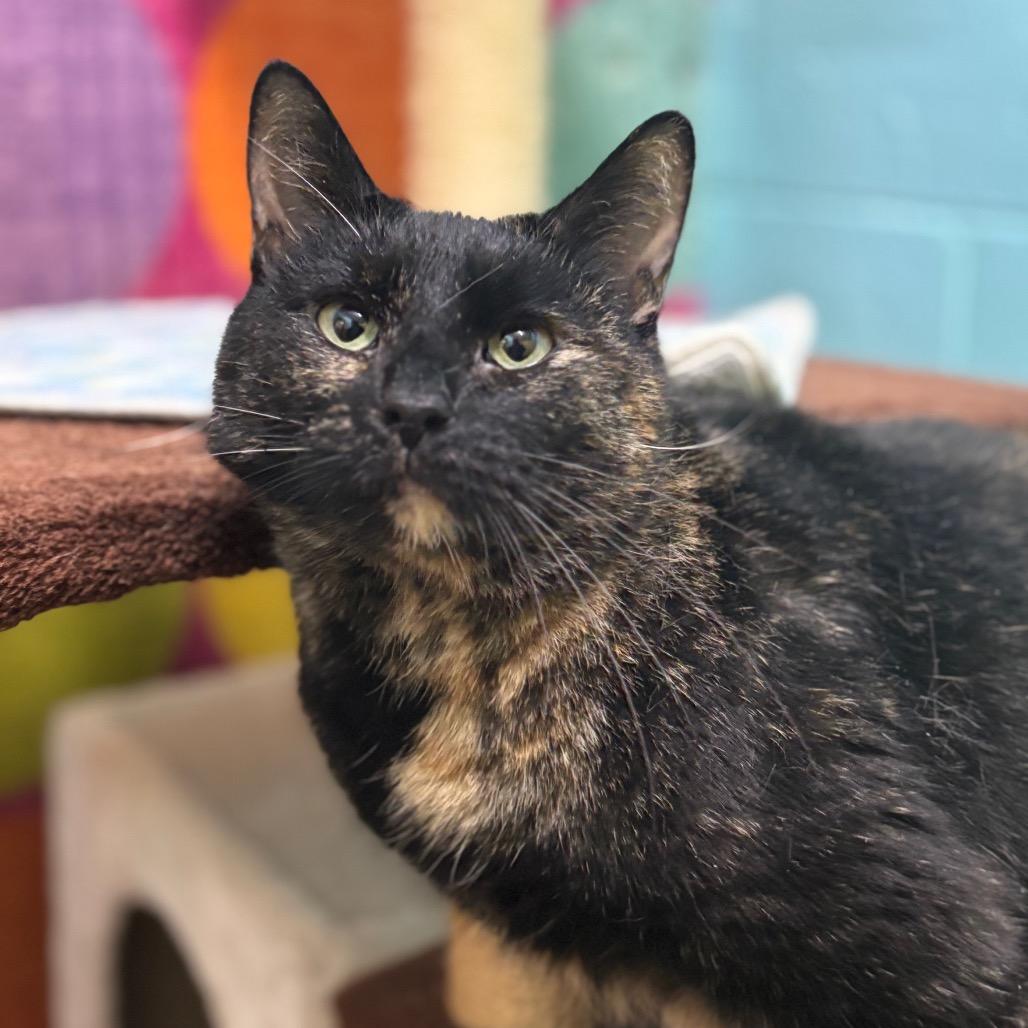 Jewel Weed, a Adoptable Domestic Short Hair in Springfield, MO image 4/6