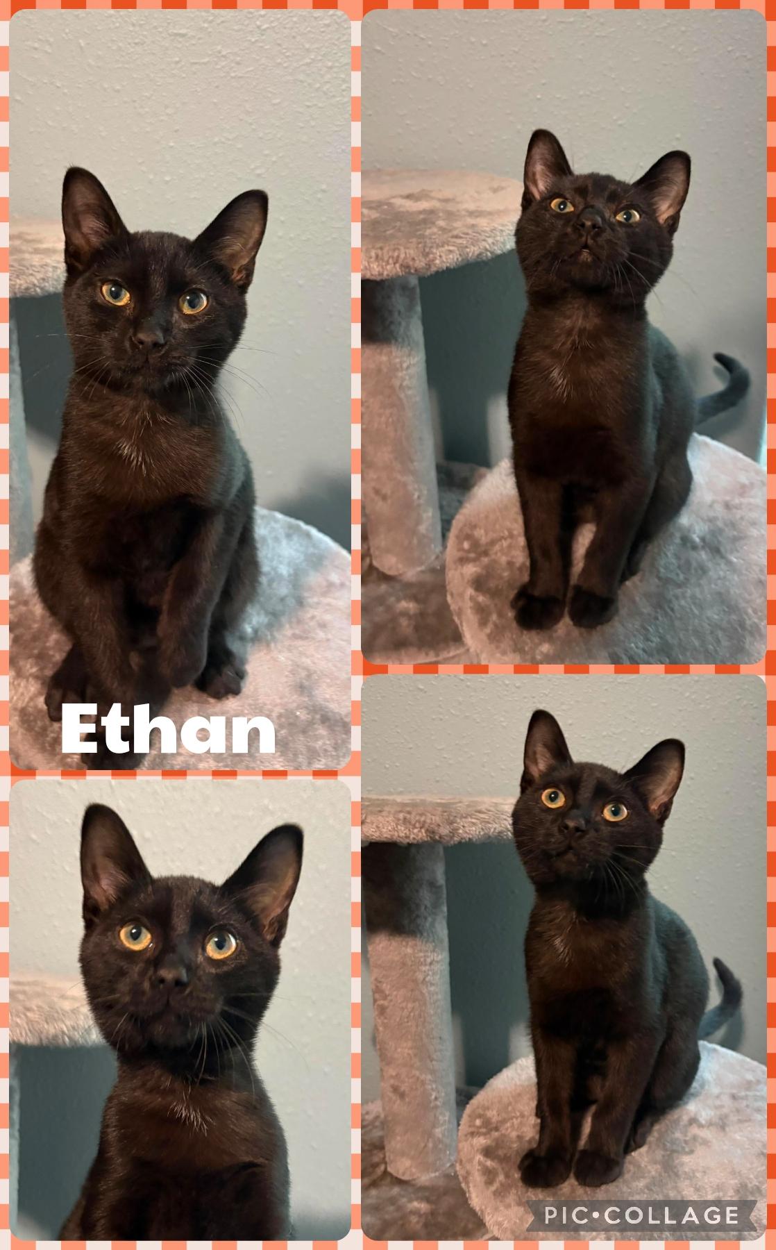 Enlarge Ethan, a Adoptable Domestic Short Hair in Newberg, OR image 1/1