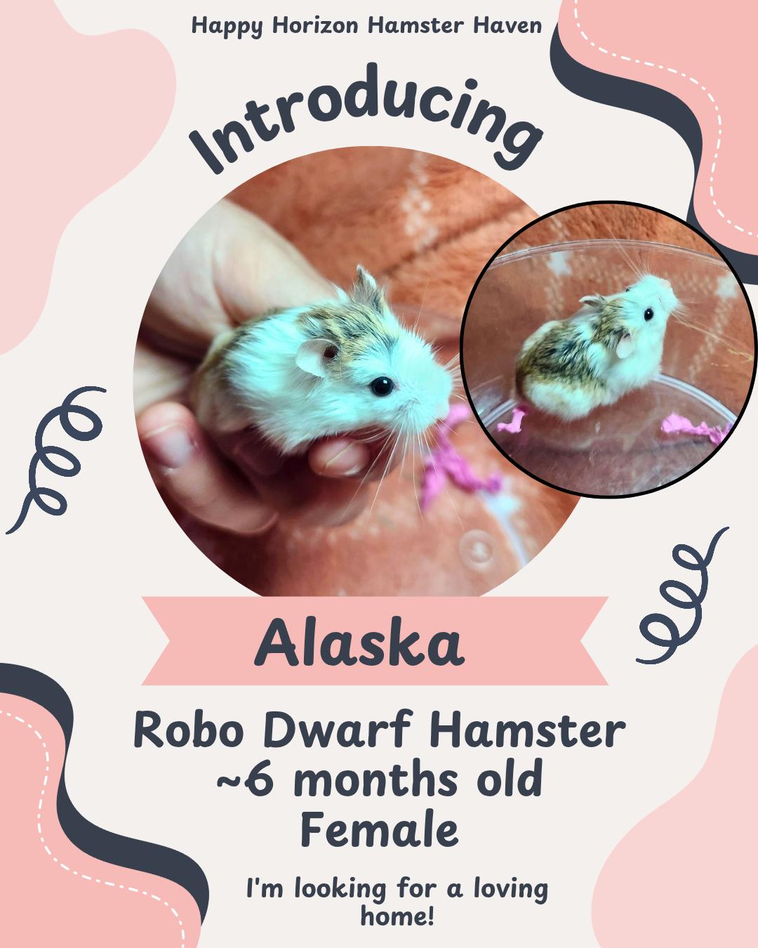 Enlarge Alaska, a ADOPTABLE Hamster in West Chester, OH image 1/1