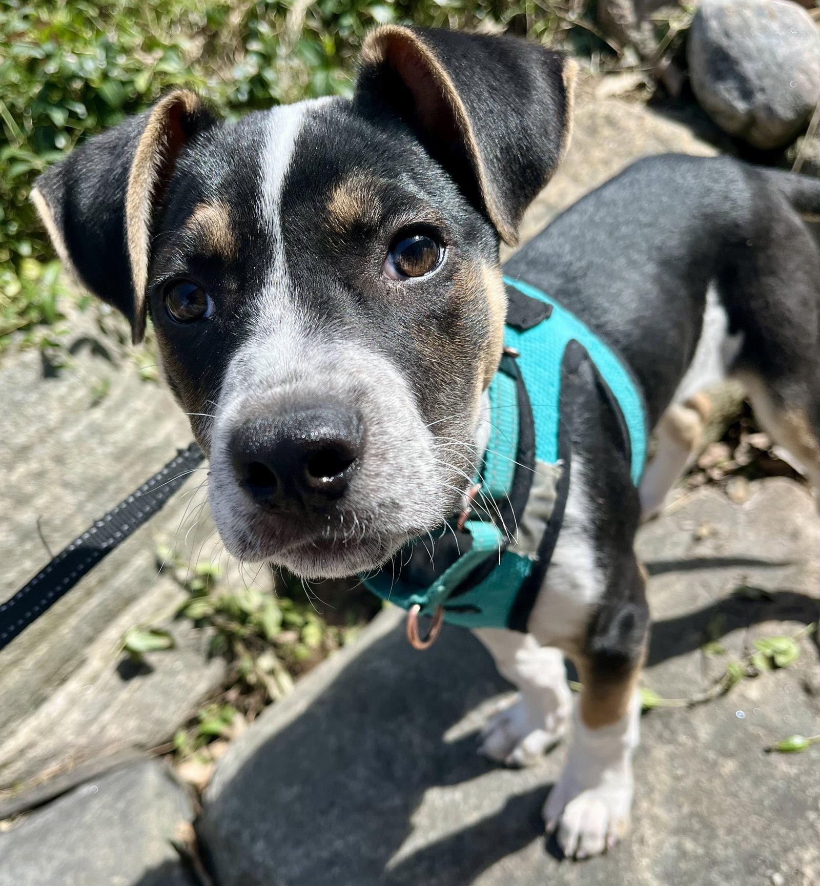 Enlarge GALAXY, a Adoptable mixed breed in Minesing, ON image 1/3