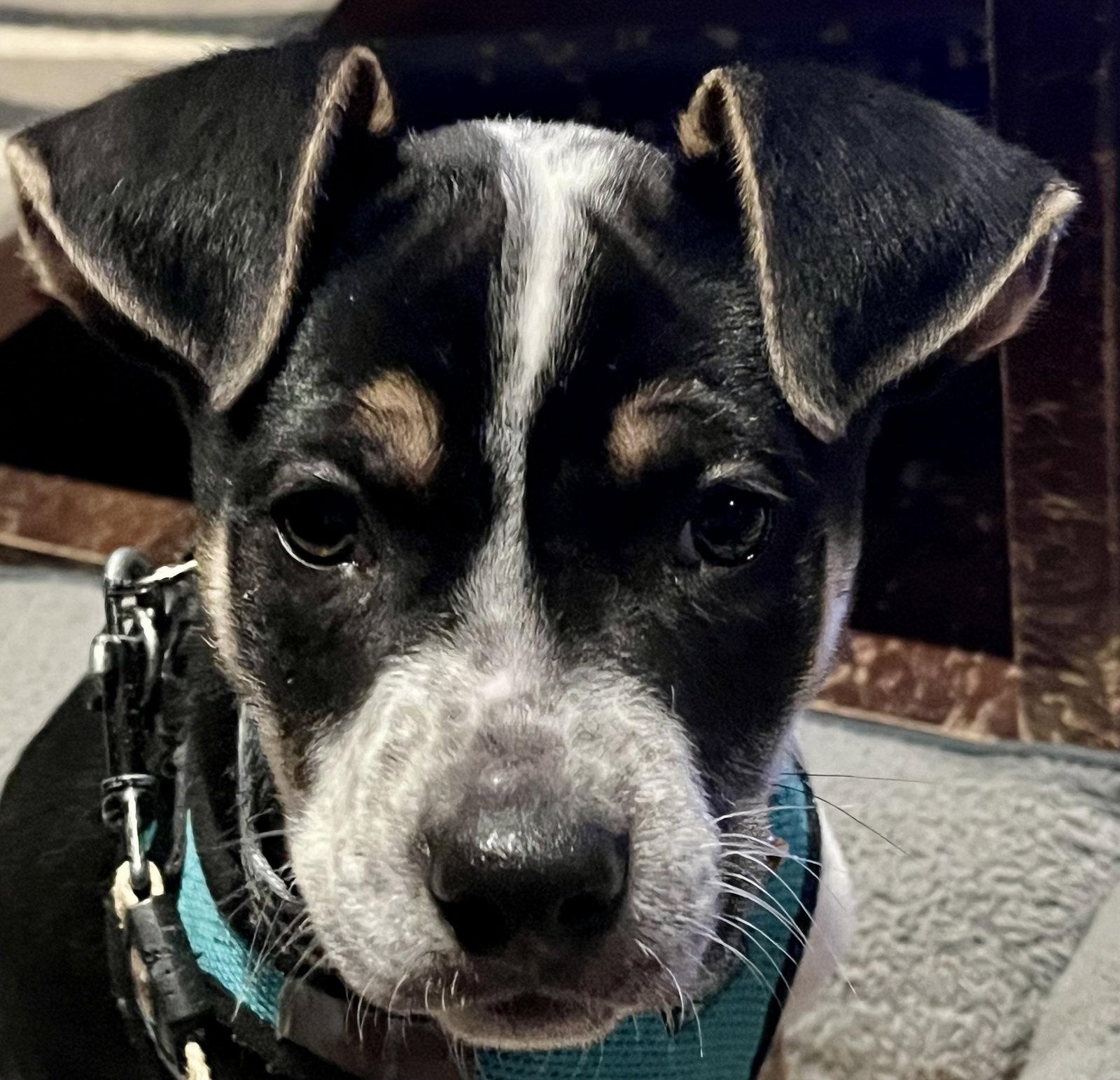 Enlarge GALAXY, a Adoptable mixed breed in Minesing, ON image 1/3