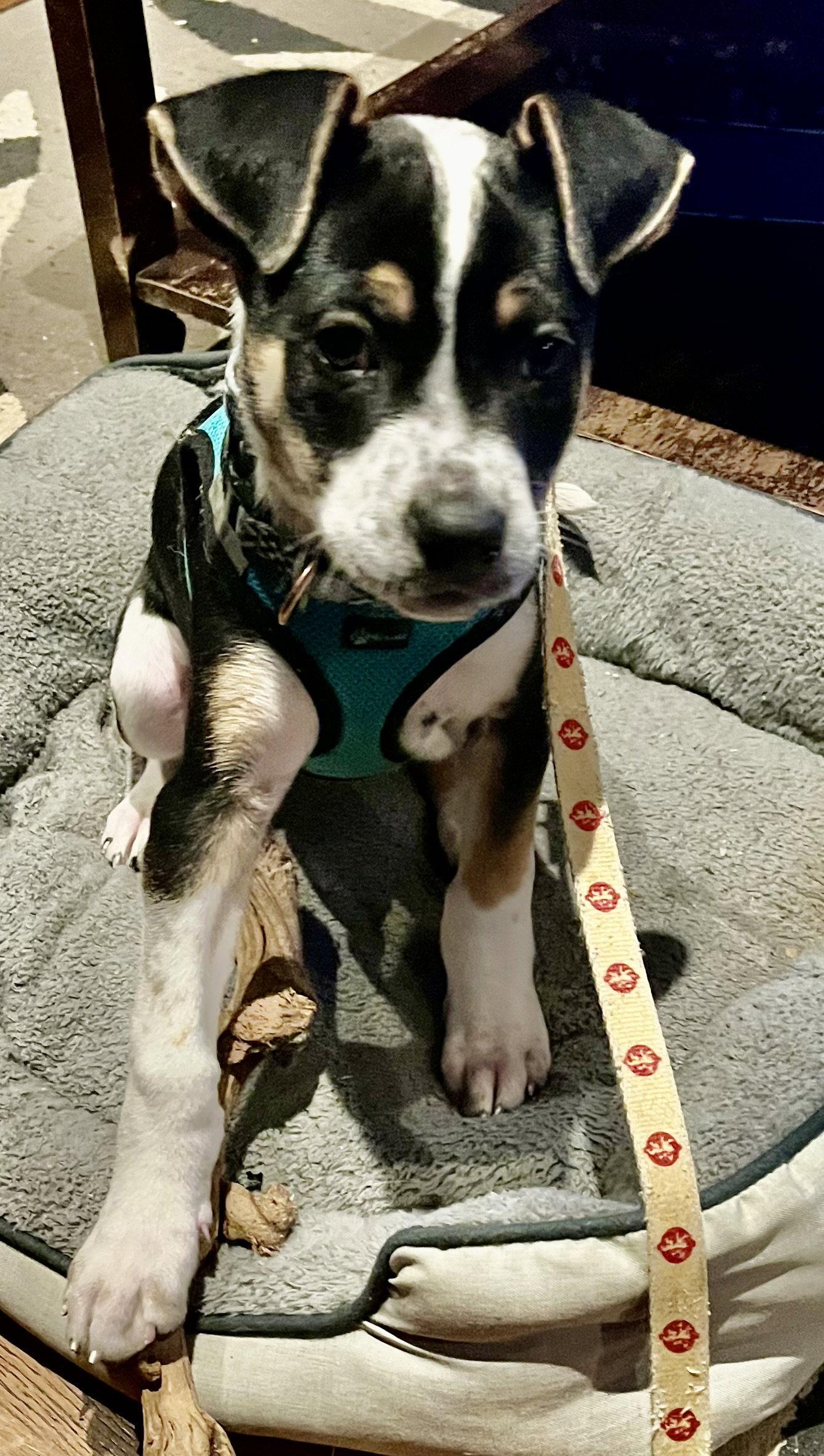 Enlarge GALAXY, a Adoptable mixed breed in Minesing, ON image 2/3