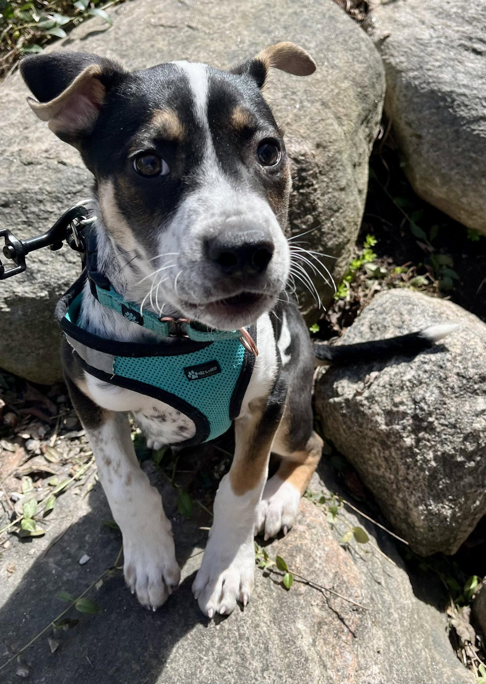 Enlarge GALAXY, a Adoptable mixed breed in Minesing, ON image 2/3