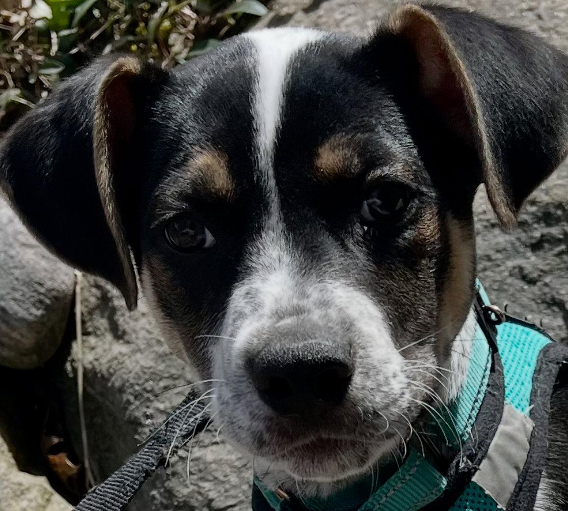 Enlarge GALAXY, a Adoptable mixed breed in Minesing, ON image 3/3