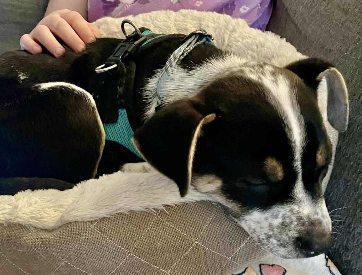 Enlarge GALAXY, a Adoptable mixed breed in Minesing, ON image 3/3