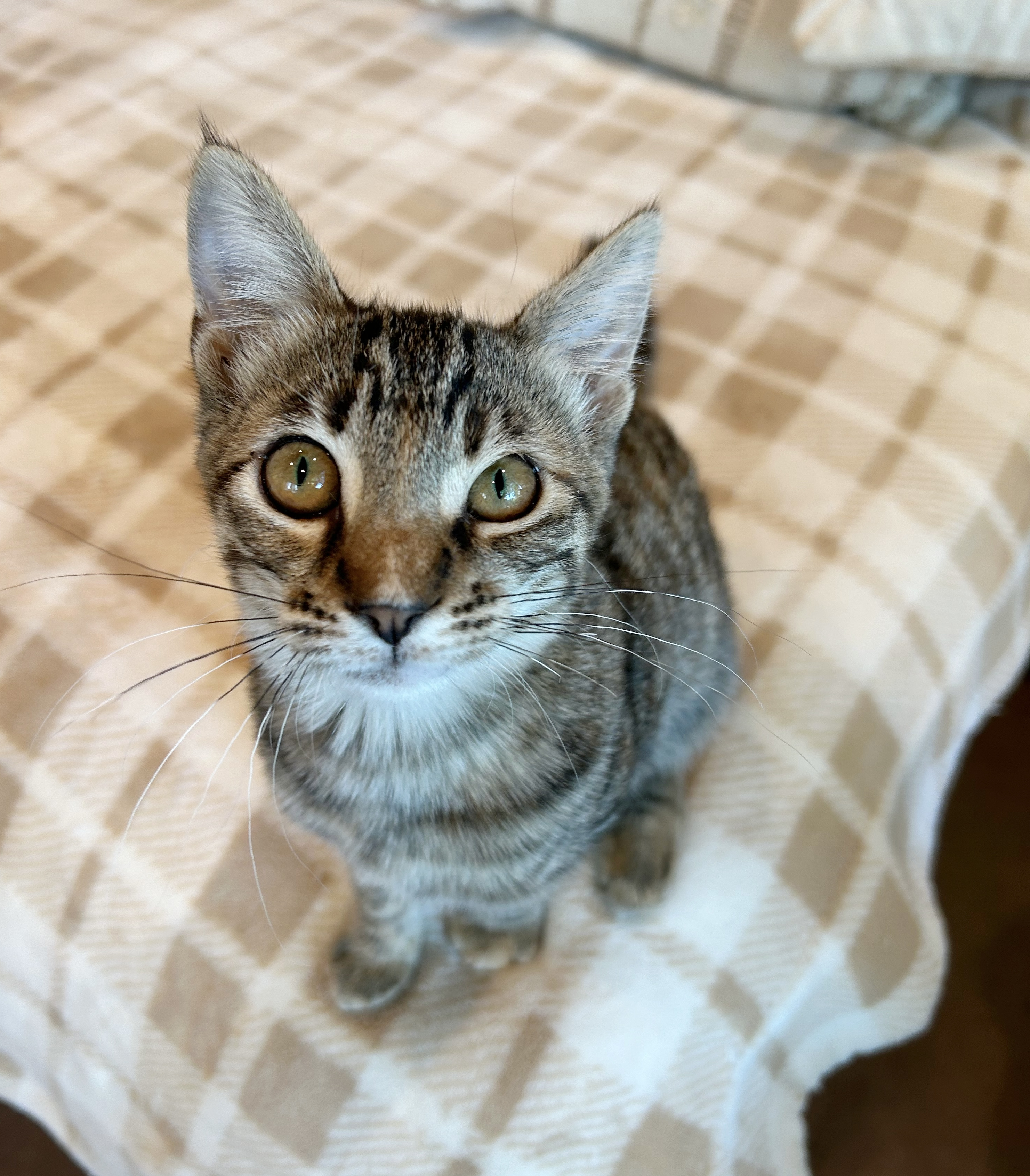 Lucy, a Adoptable mixed breed in Durango, CO image 2/5