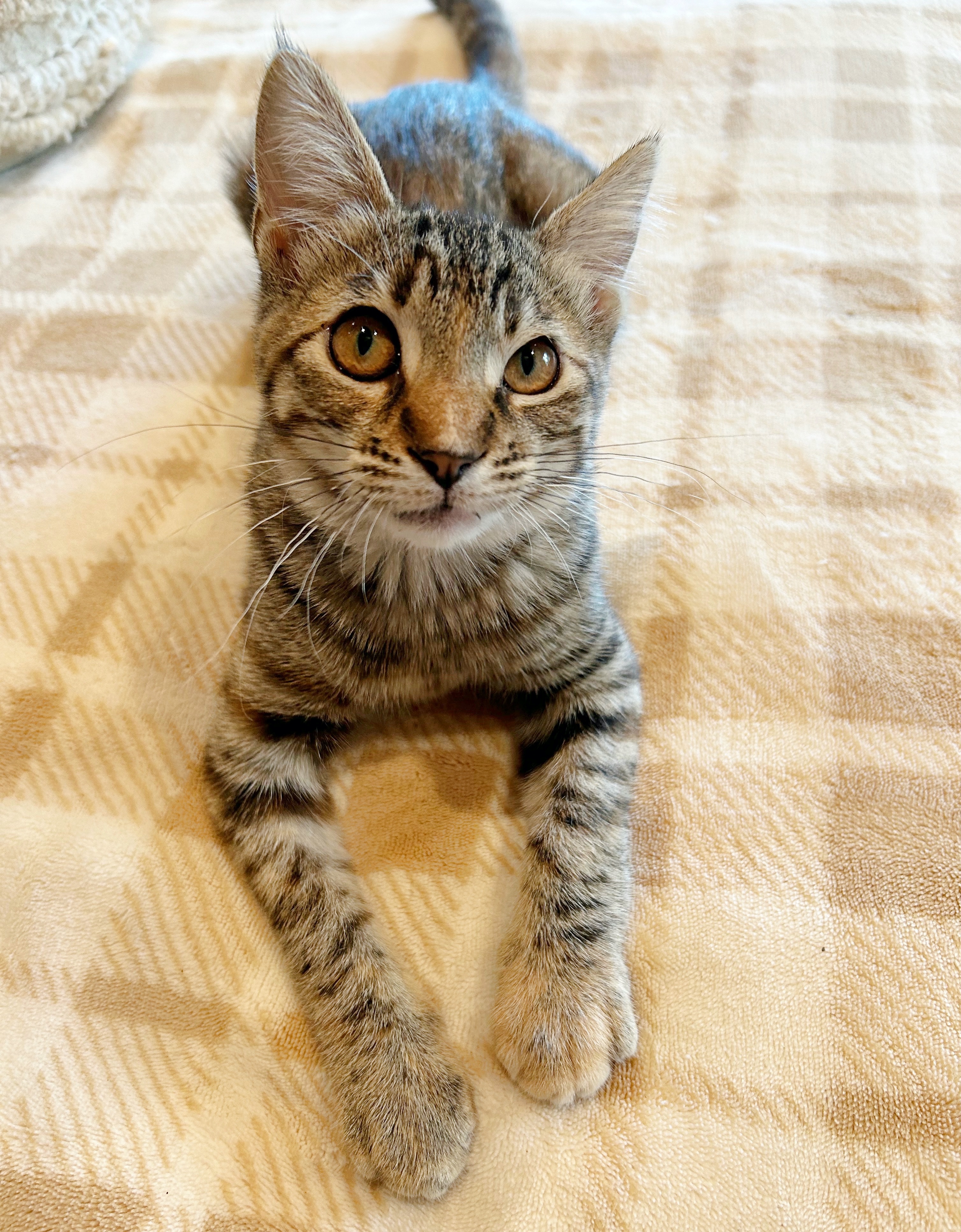 Lucy, a Adoptable mixed breed in Durango, CO image 3/5