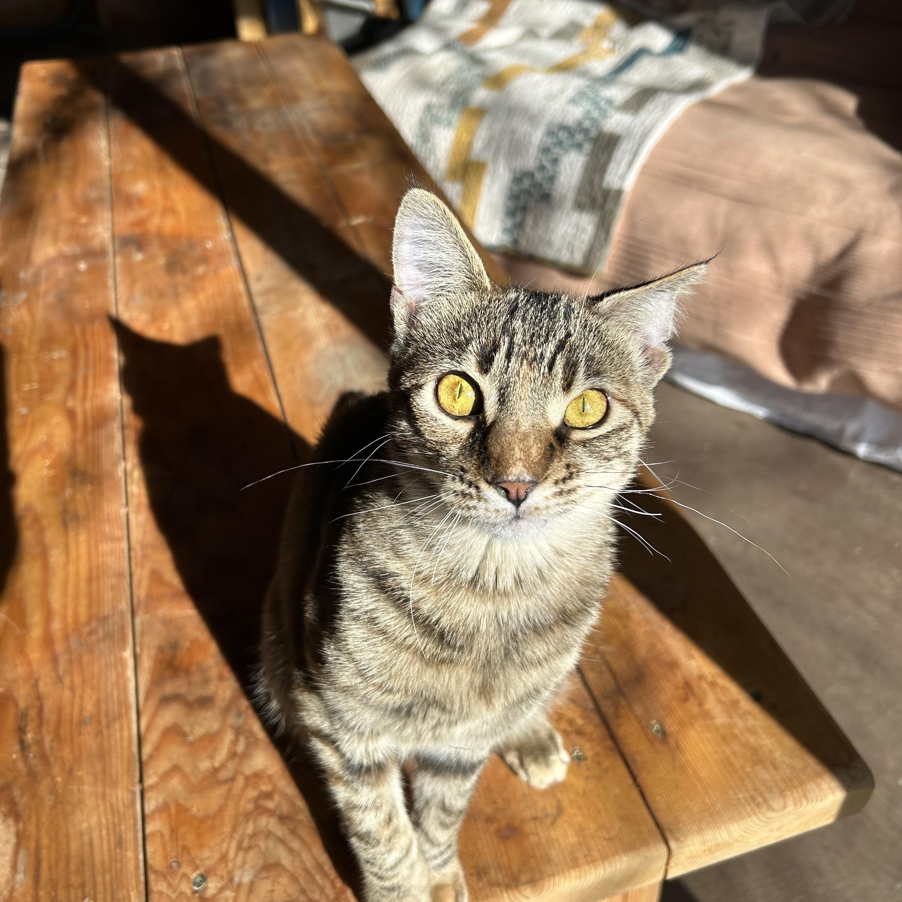 Lucy, a Adoptable mixed breed in Durango, CO image 4/5