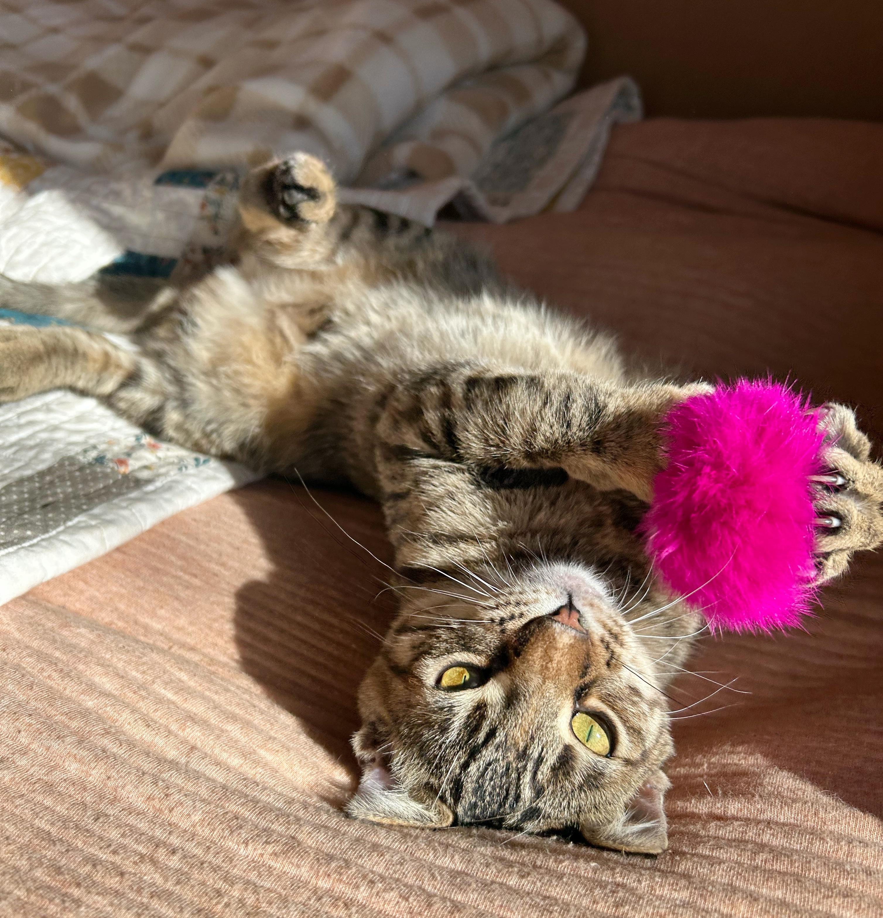 Lucy, a Adoptable mixed breed in Durango, CO image 5/5