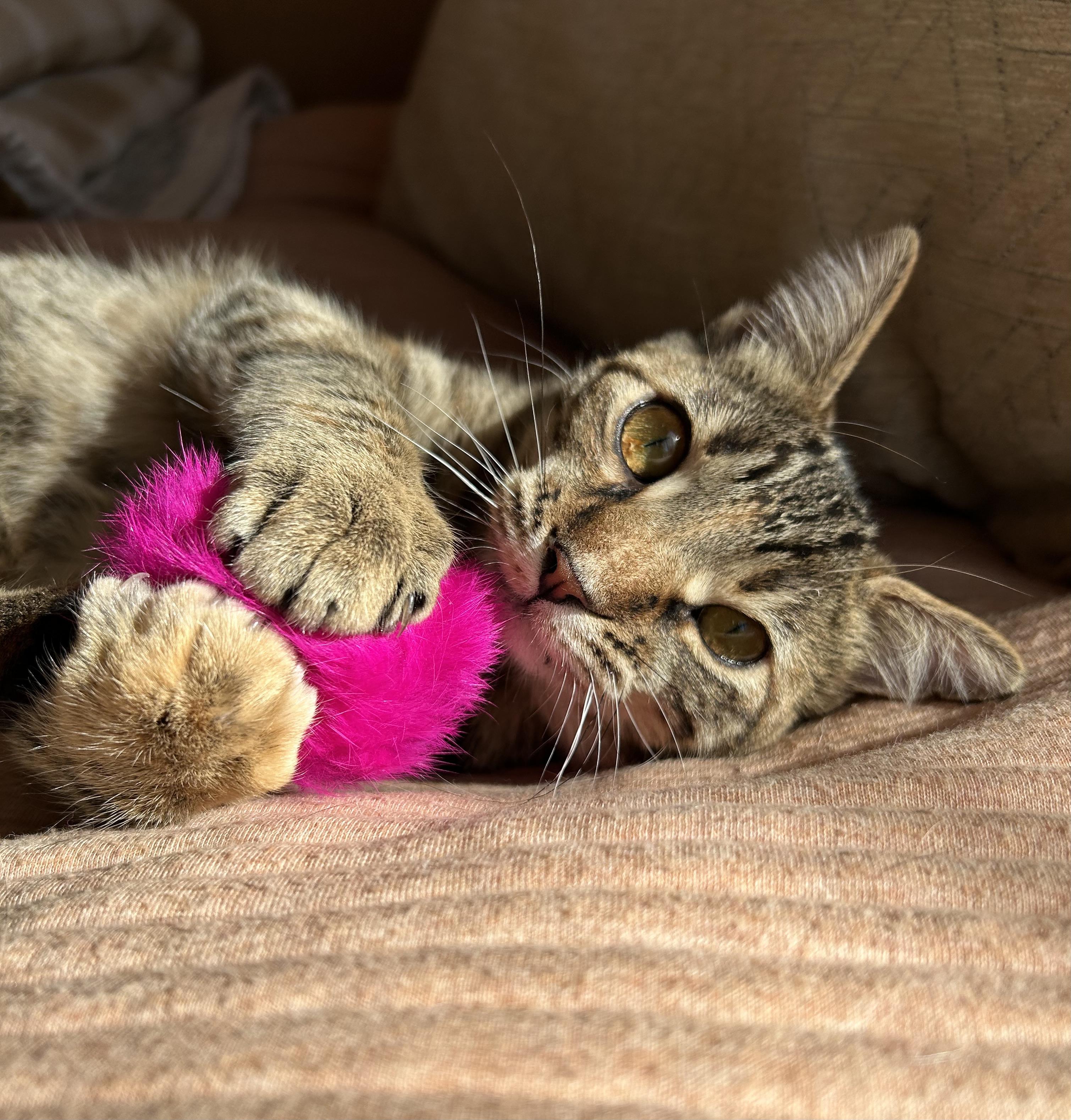 Lucy, a Adoptable mixed breed in Durango, CO image 1/5