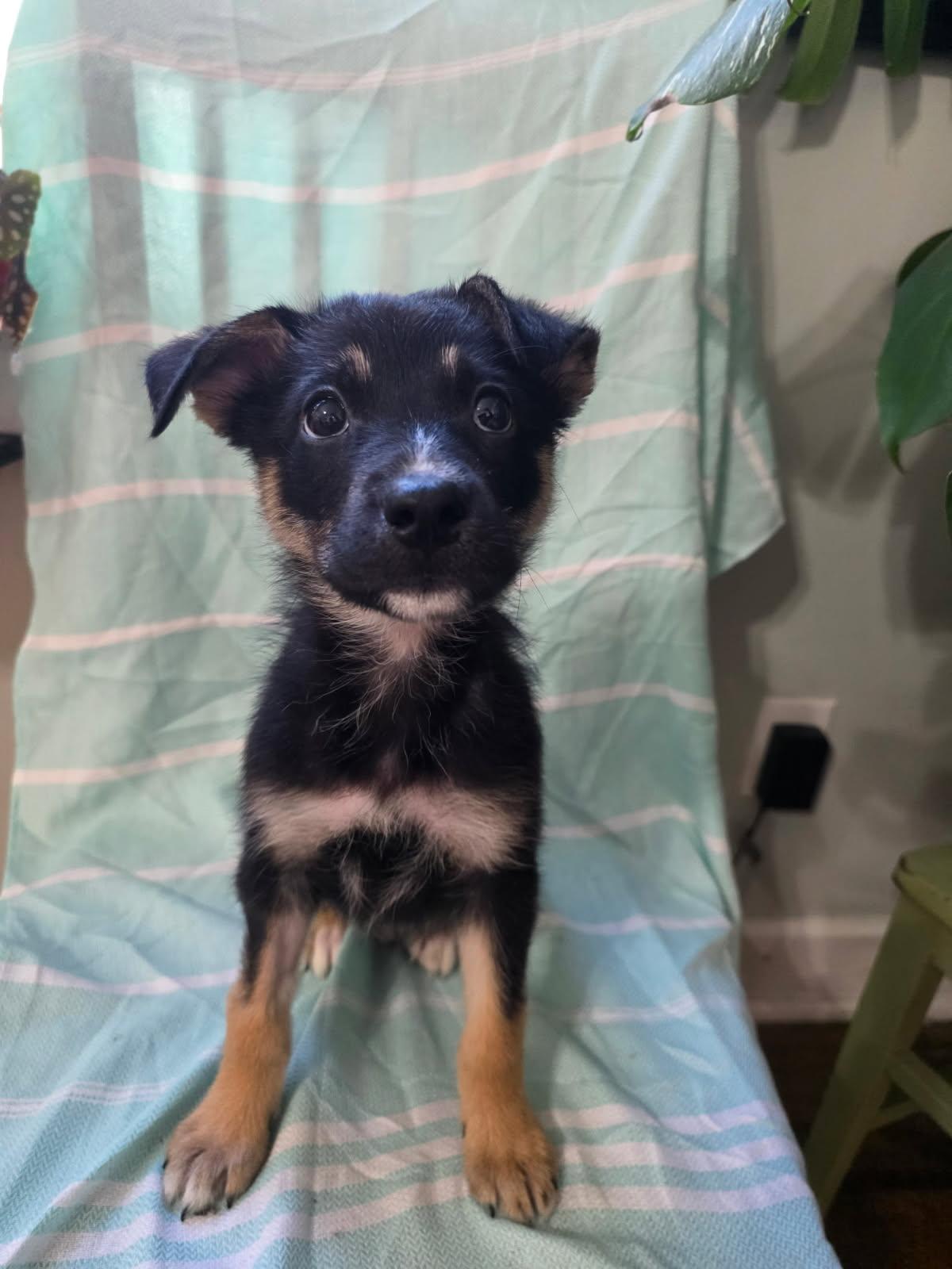 STANLEY, Adoptable, Young Male German Shepherd Dog & Border Collie.