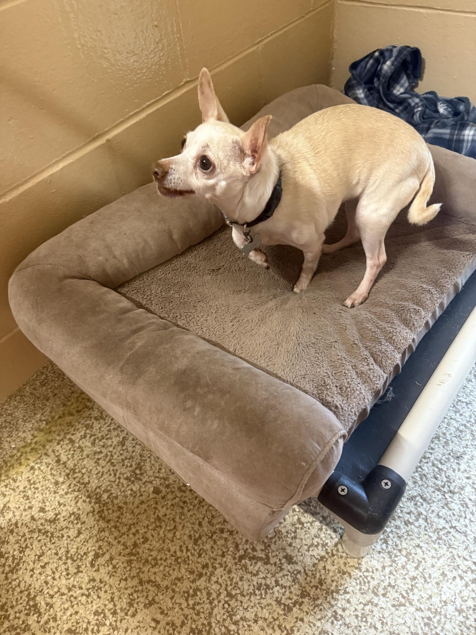 Nana, a Adoptable Chihuahua in Woonsocket, RI image 1/2