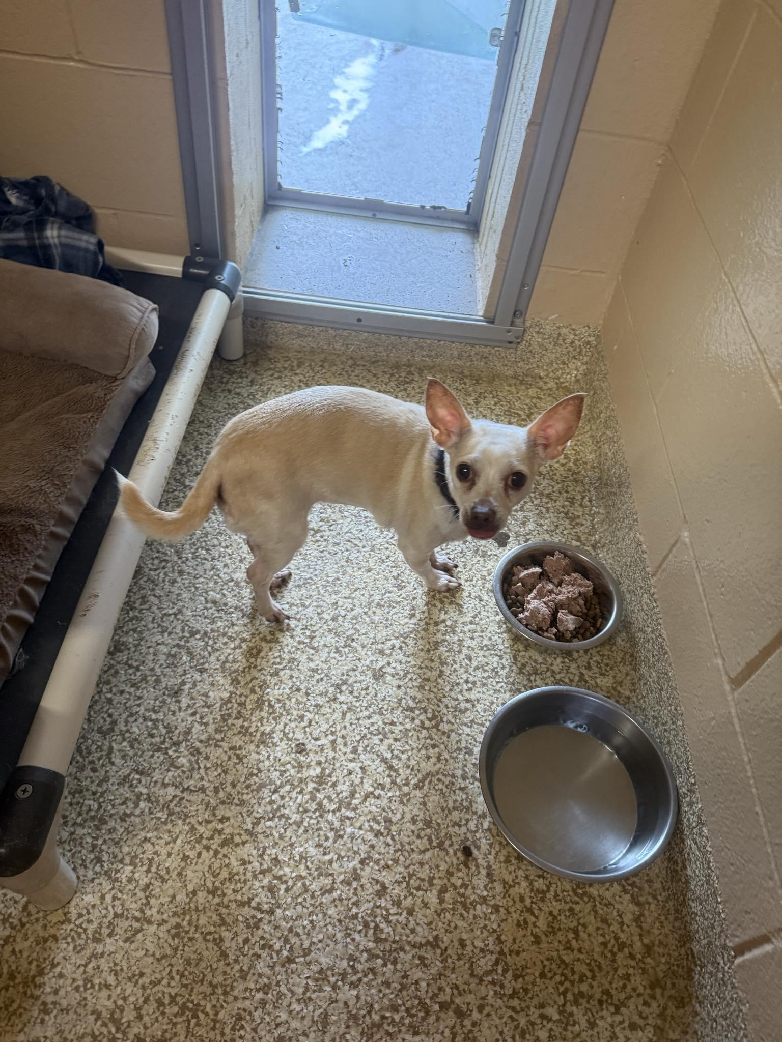 Nana, a Adoptable Chihuahua in Woonsocket, RI image 2/2