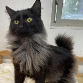 Amara, Young Female unknown