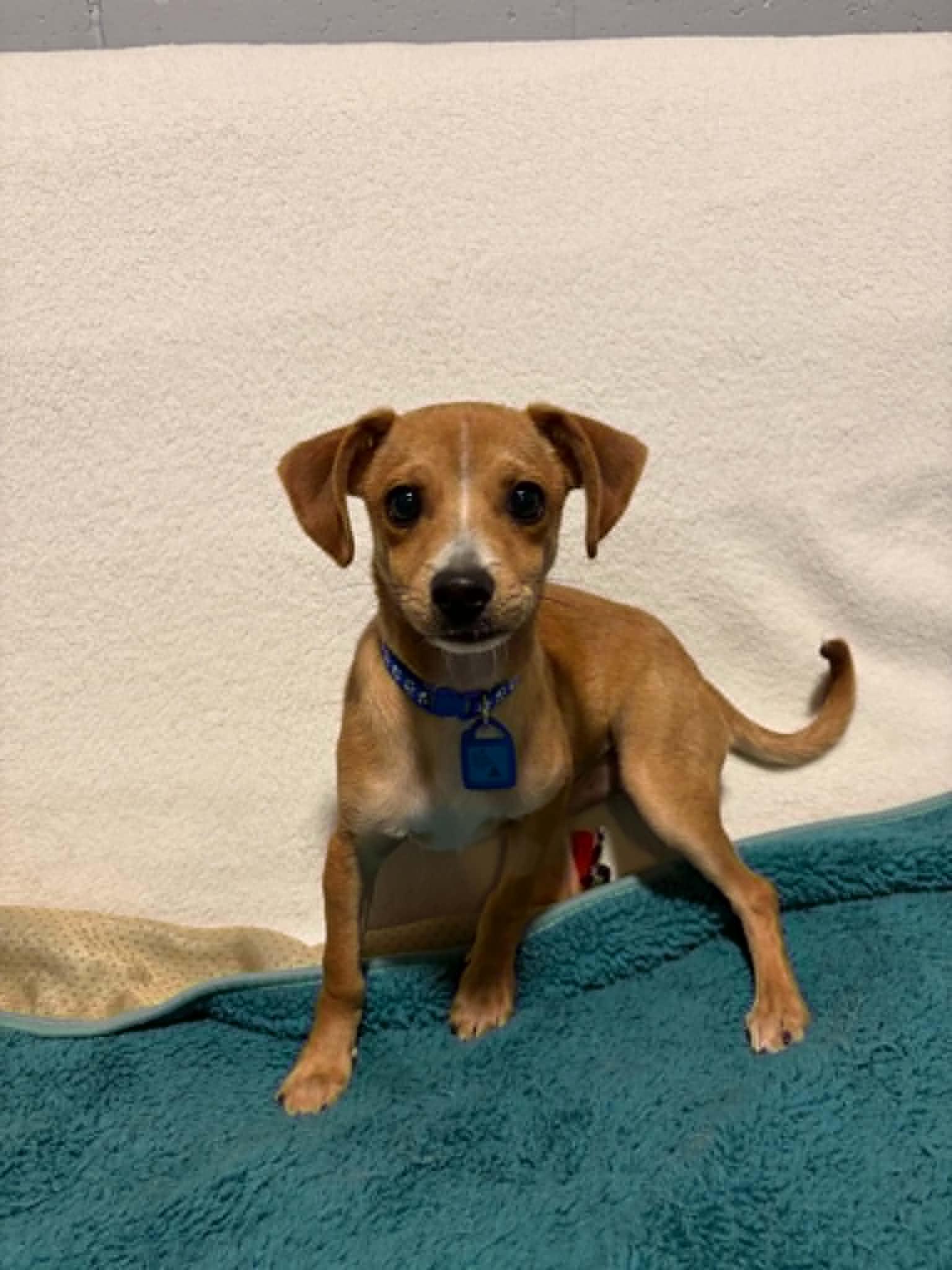 Acorn, Adoptable, Puppy Male Chihuahua.