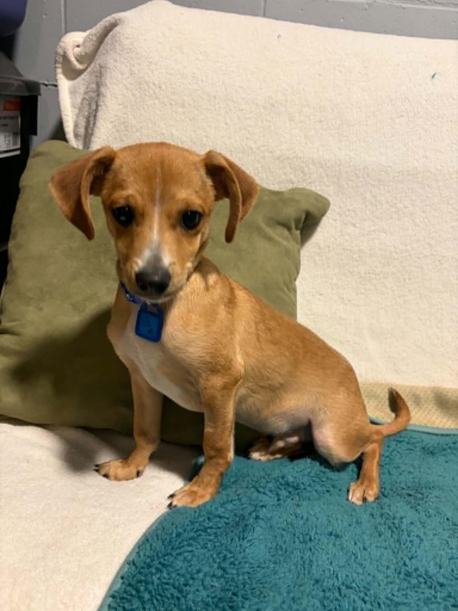 Acorn, a Adoptable Chihuahua in Mukwonago, WI image 2/3