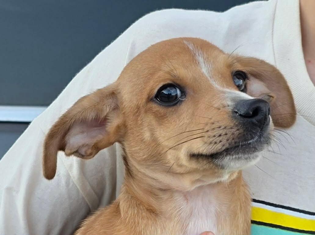 Acorn, Birch, Moss, Adoptable, Puppy Male Chihuahua & Dachshund.