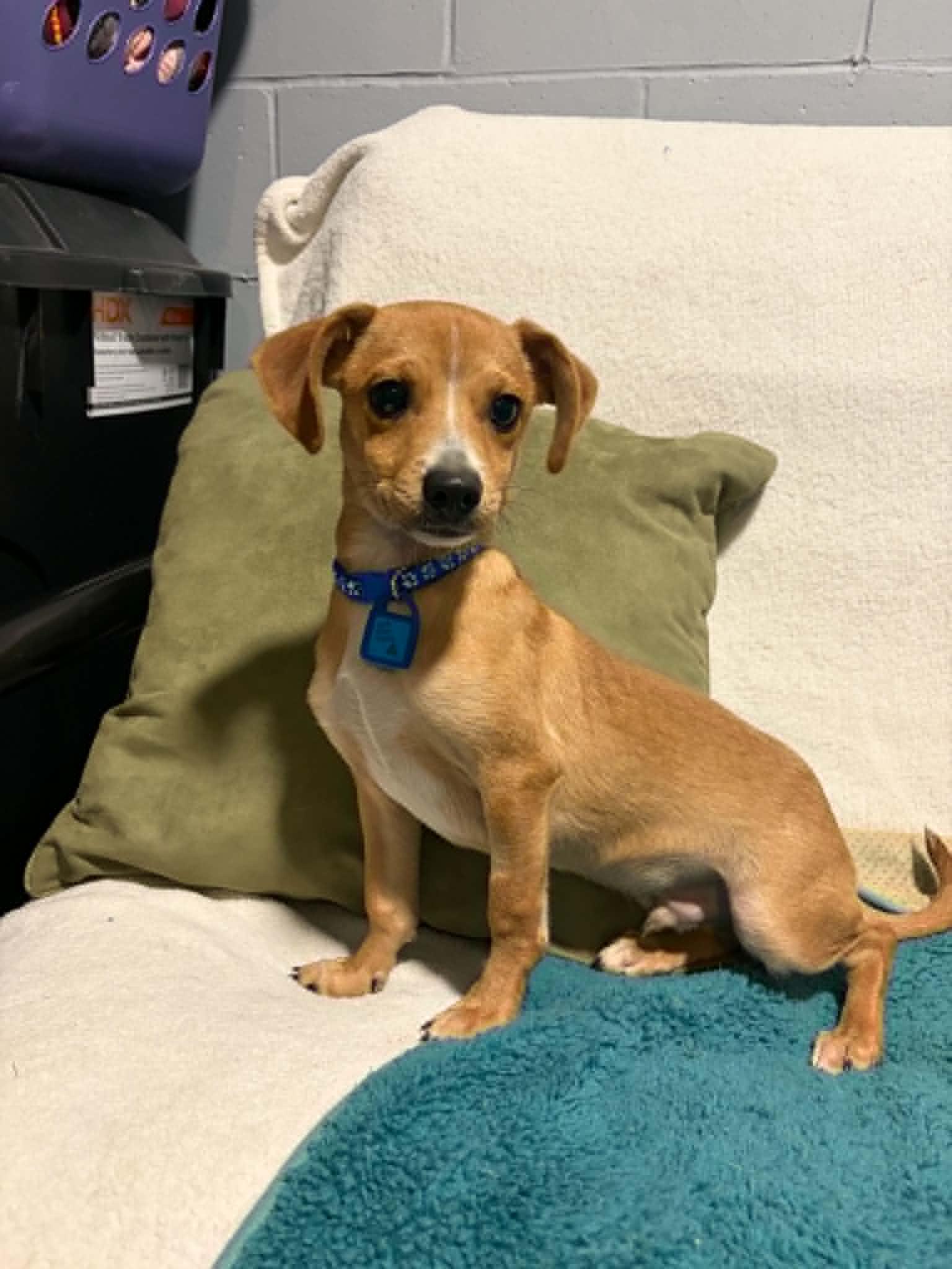 Acorn, a Adoptable Chihuahua in Mukwonago, WI image 3/3