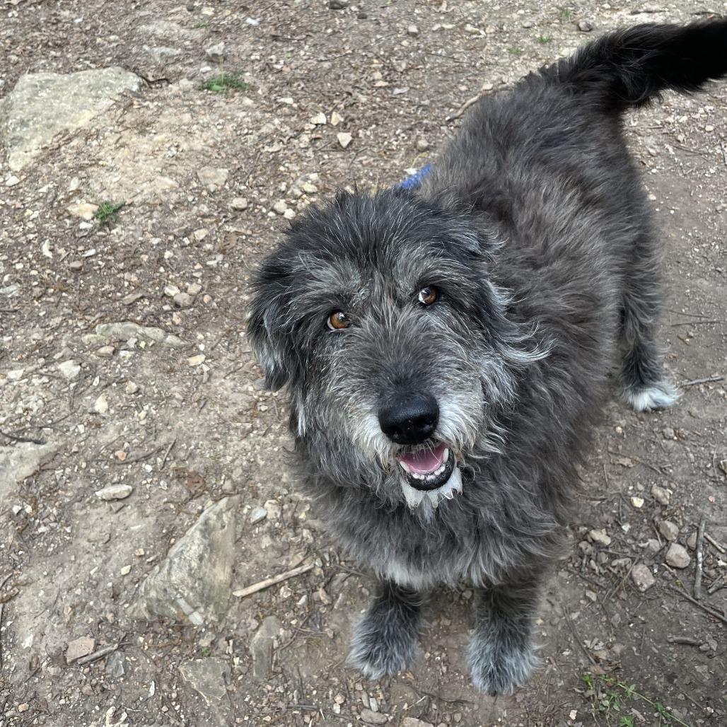 Chloe, Adoptable, Adult Female Black Labrador Retriever & Poodle.