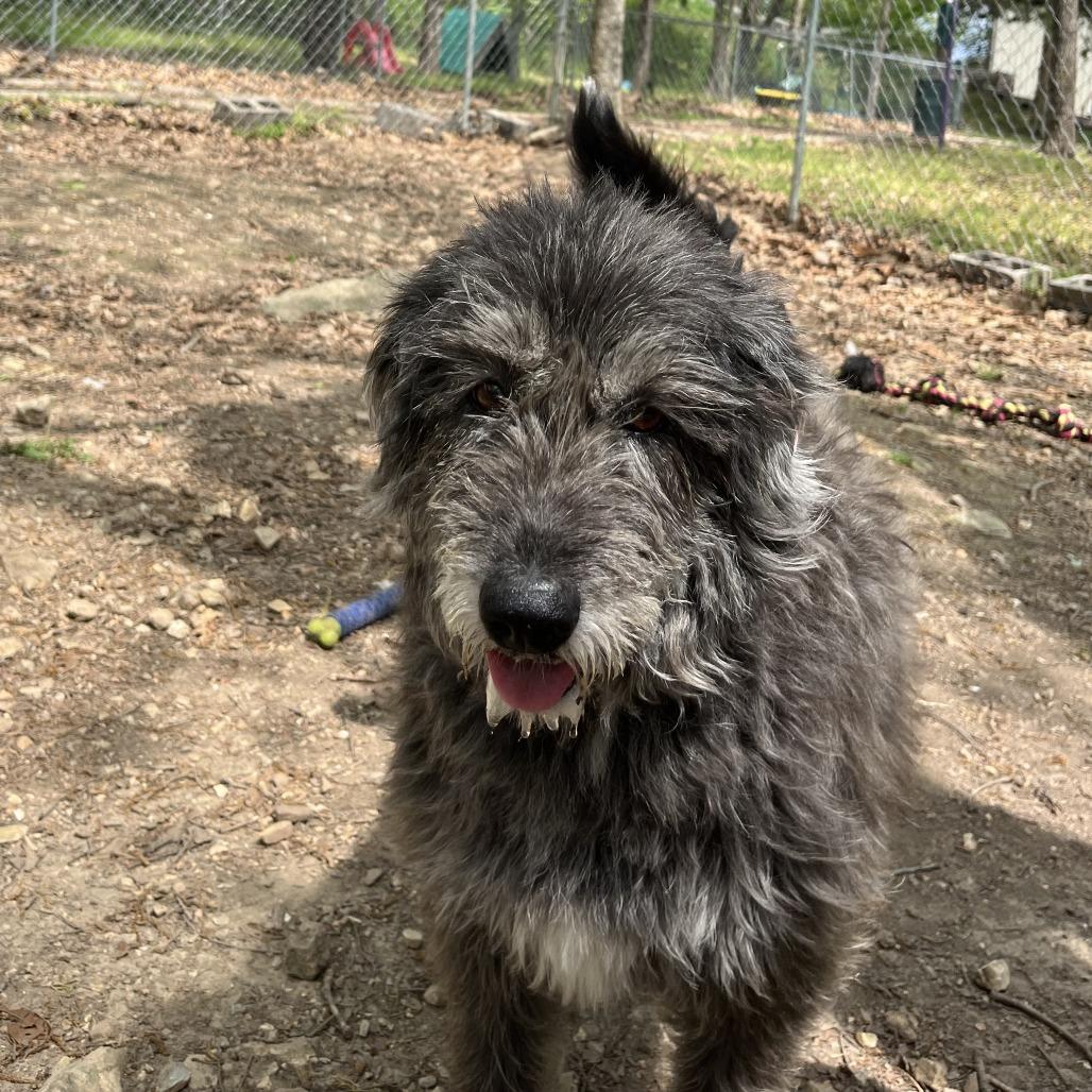 Enlarge Chloe, a Adoptable mixed breed in Branson, MO image 2/5