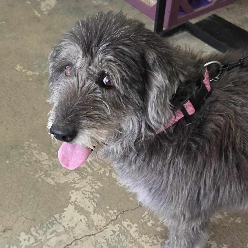 Enlarge Chloe, a Adoptable mixed breed in Branson, MO image 3/5