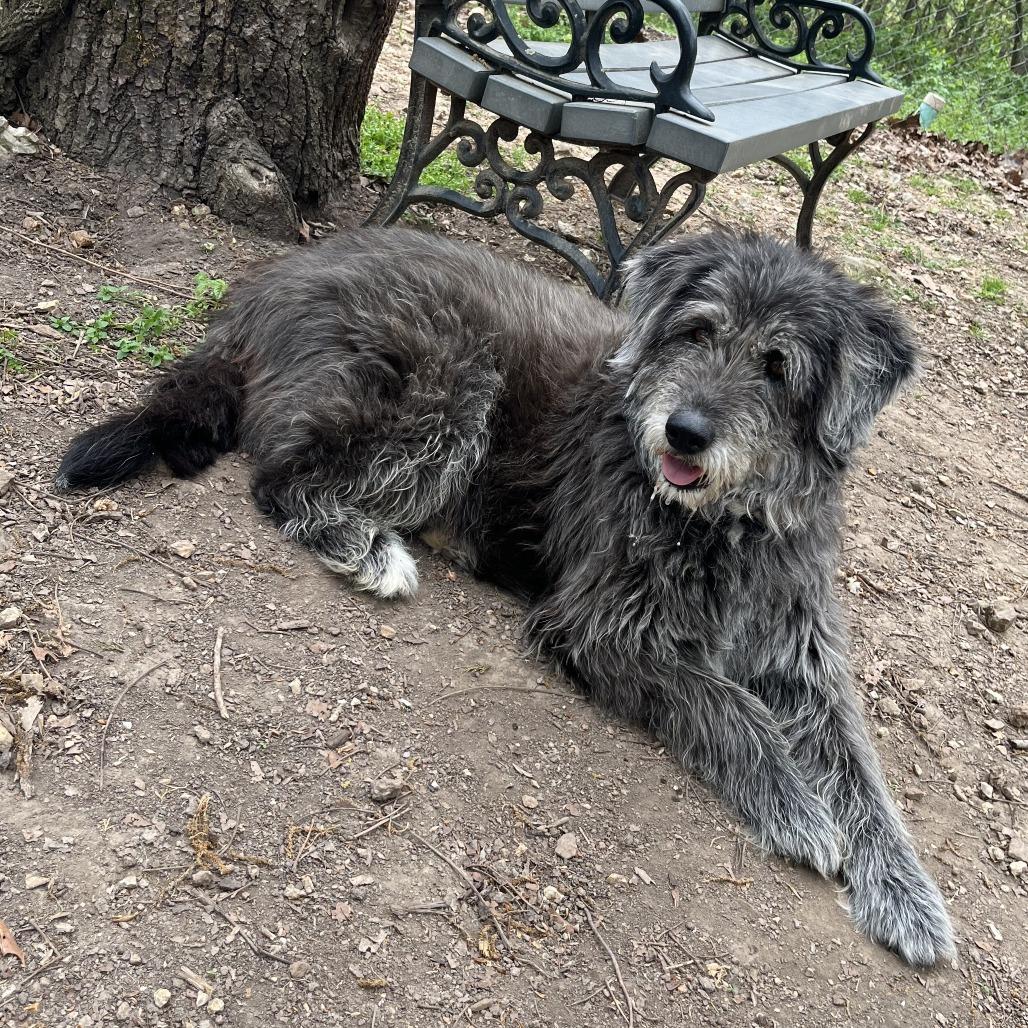 Enlarge Chloe, a Adoptable mixed breed in Branson, MO image 4/5