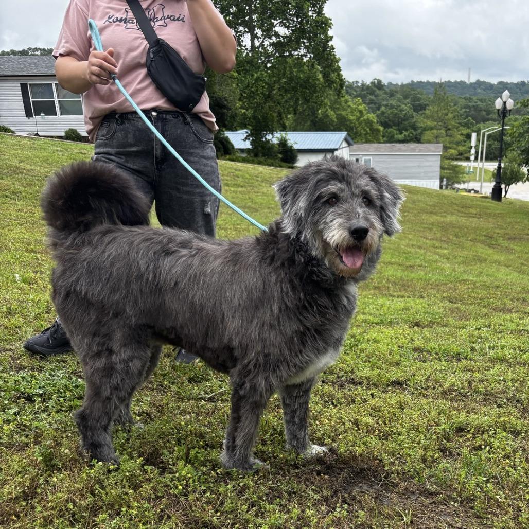 Chloe, a Adoptable mixed breed in Branson, MO image 5/6