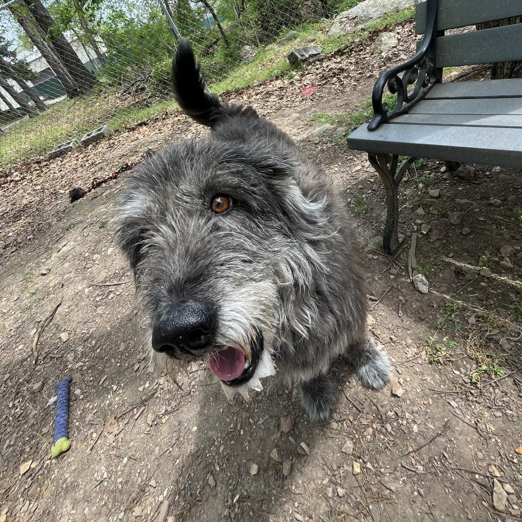 Enlarge Chloe, a Adoptable mixed breed in Branson, MO image 5/5