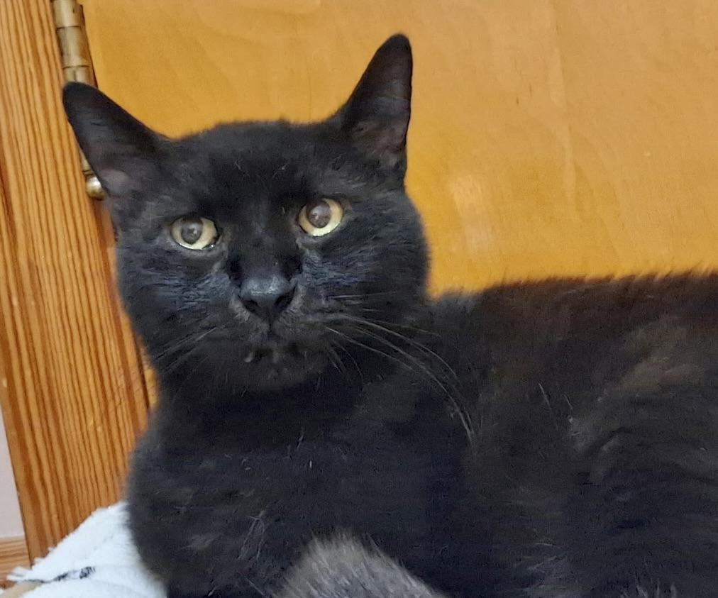 Enlarge Oscar, a Adoptable Domestic Short Hair in Woodlawn, TN image 4/5