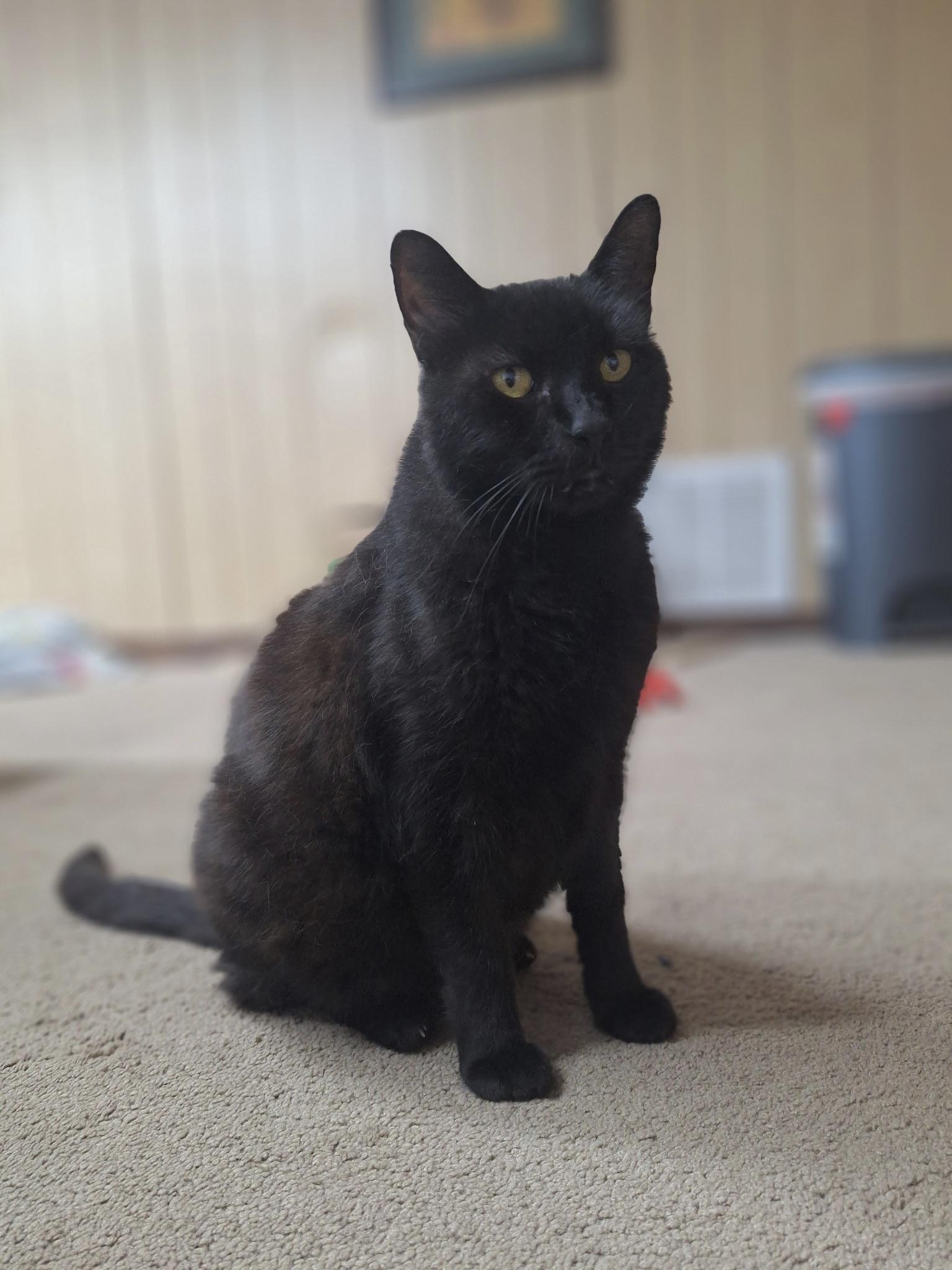 Enlarge Oscar, a Adoptable Domestic Short Hair in Woodlawn, TN image 2/5