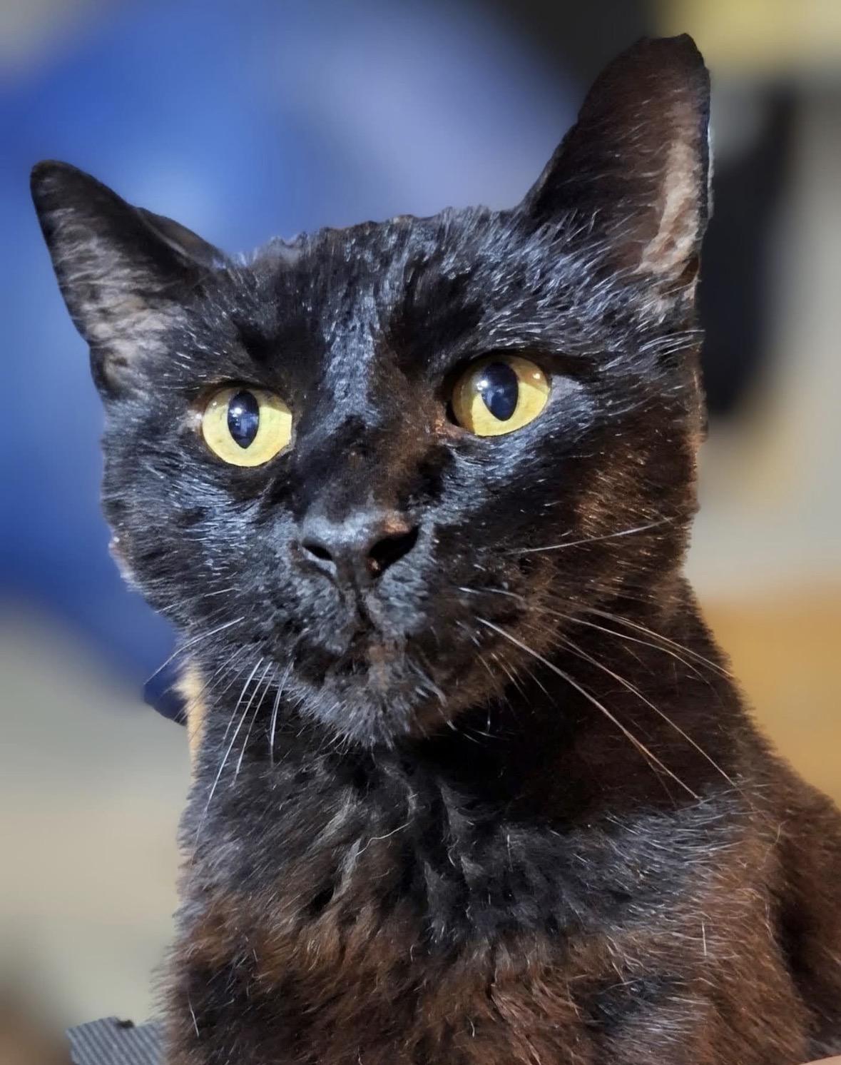 Oscar, Adoptable, Senior Male Domestic Short Hair.