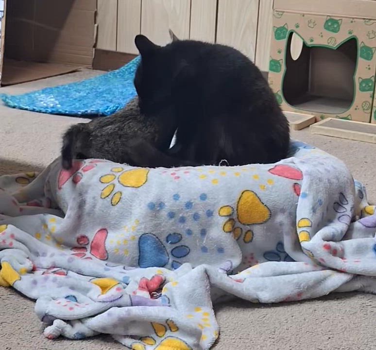 Enlarge Oscar, a Adoptable Domestic Short Hair in Woodlawn, TN video 3/5